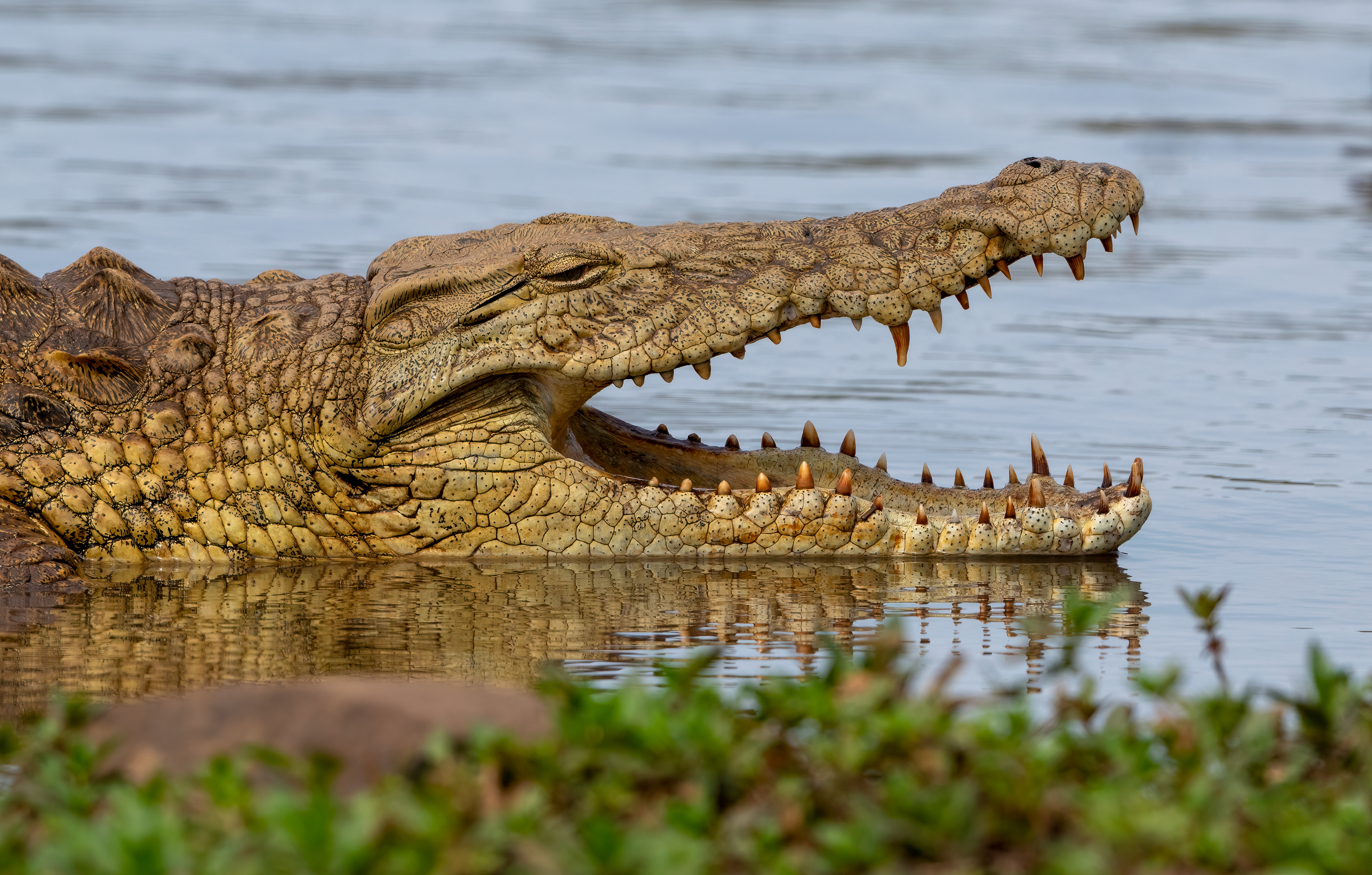 Crocodile