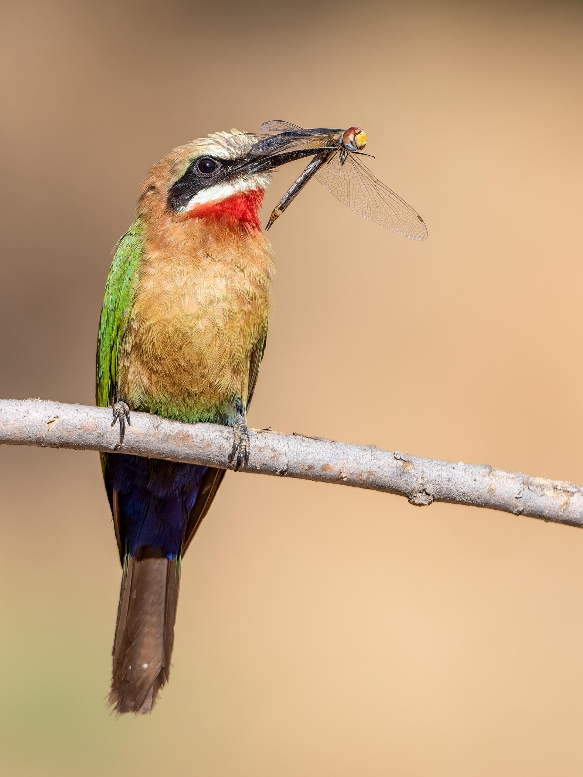 White-throated Bee Eater