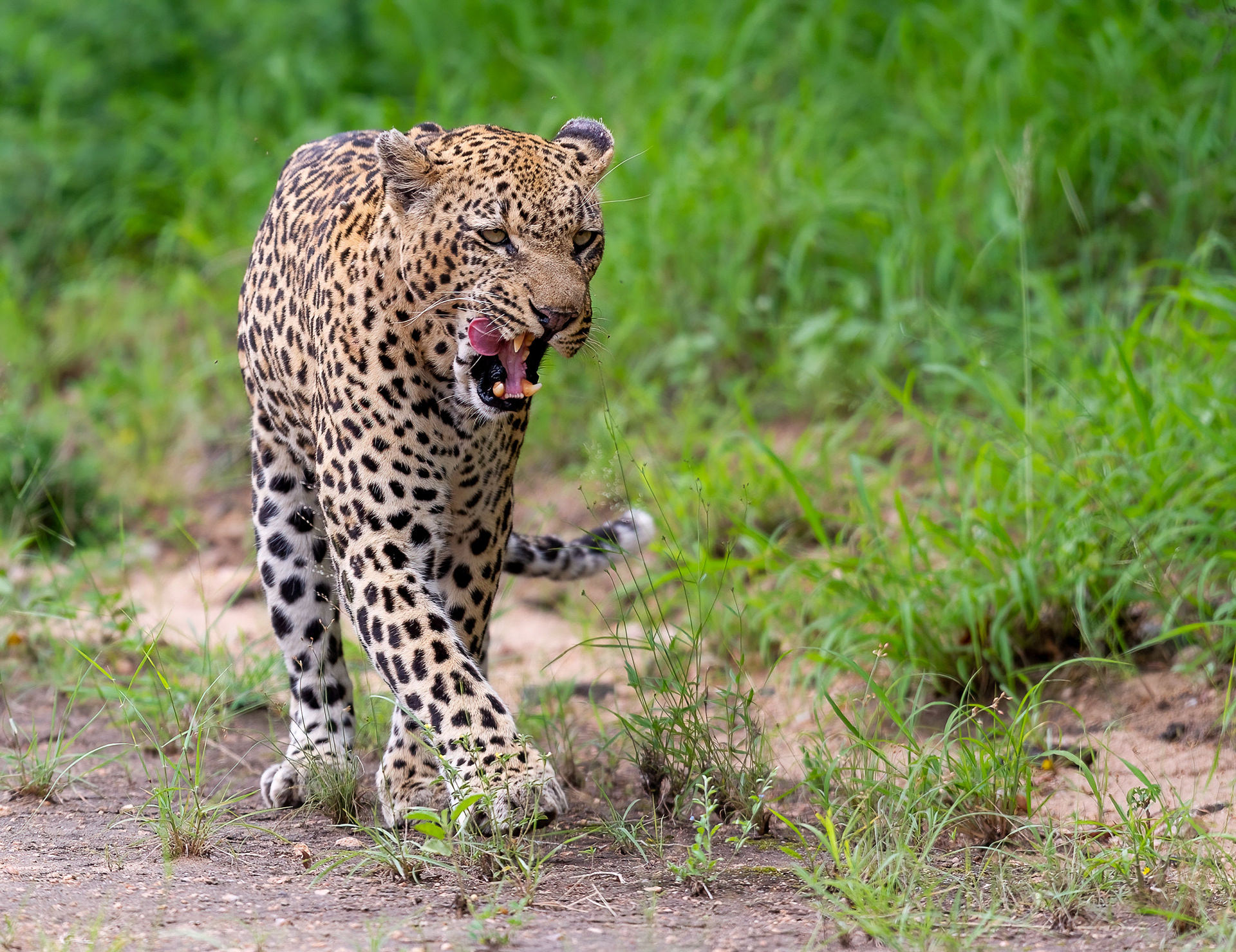 Male Leopard