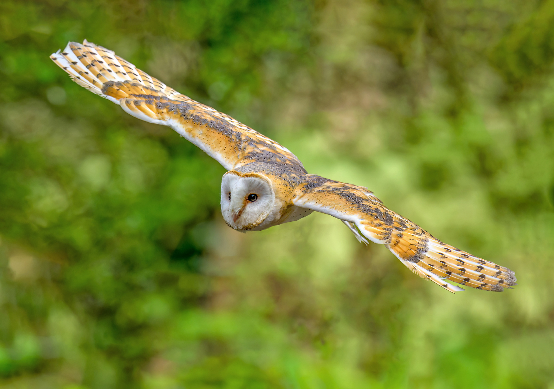 Barn Owl