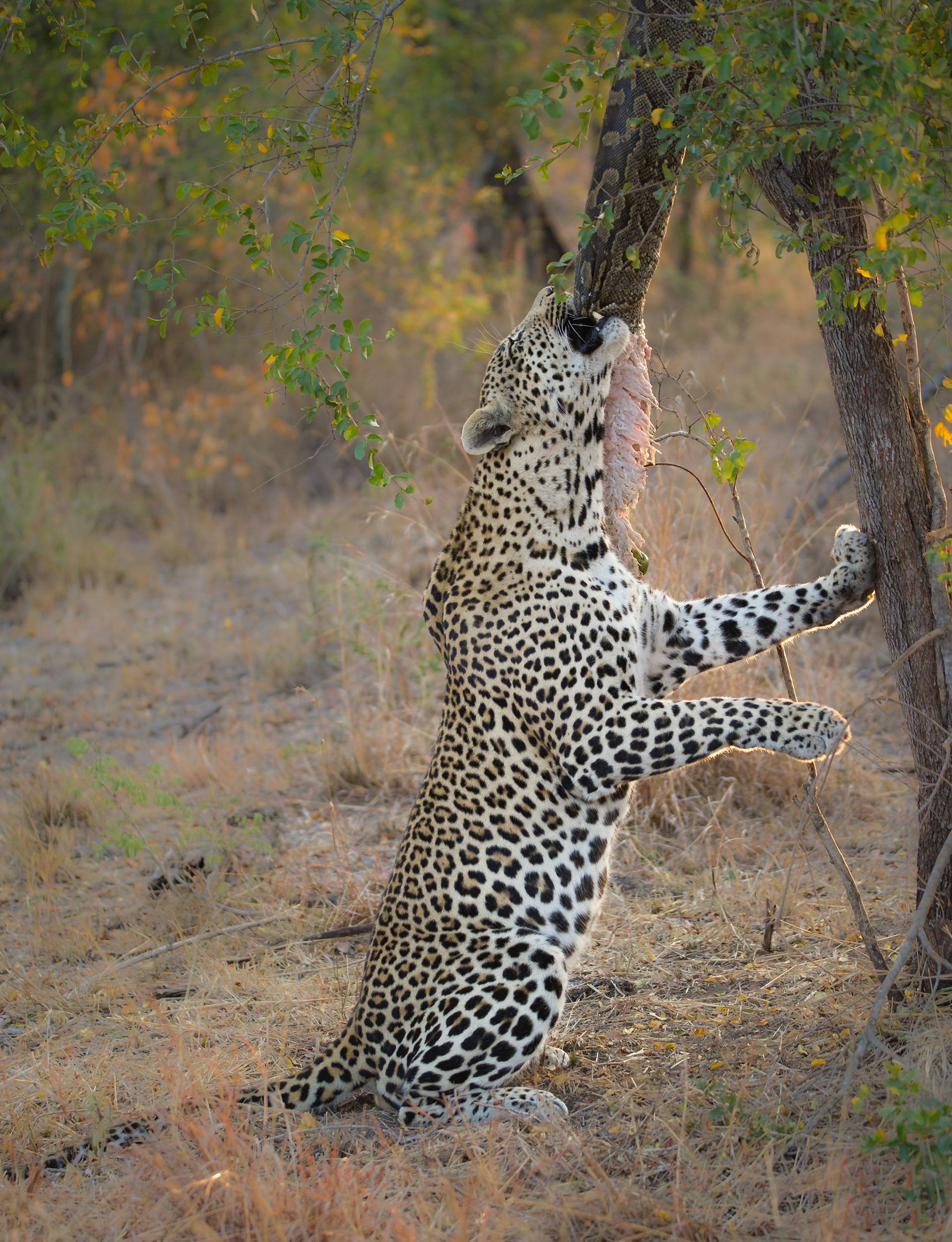 Leopard