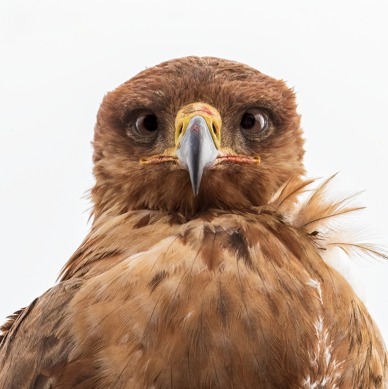 Tawny Eagle