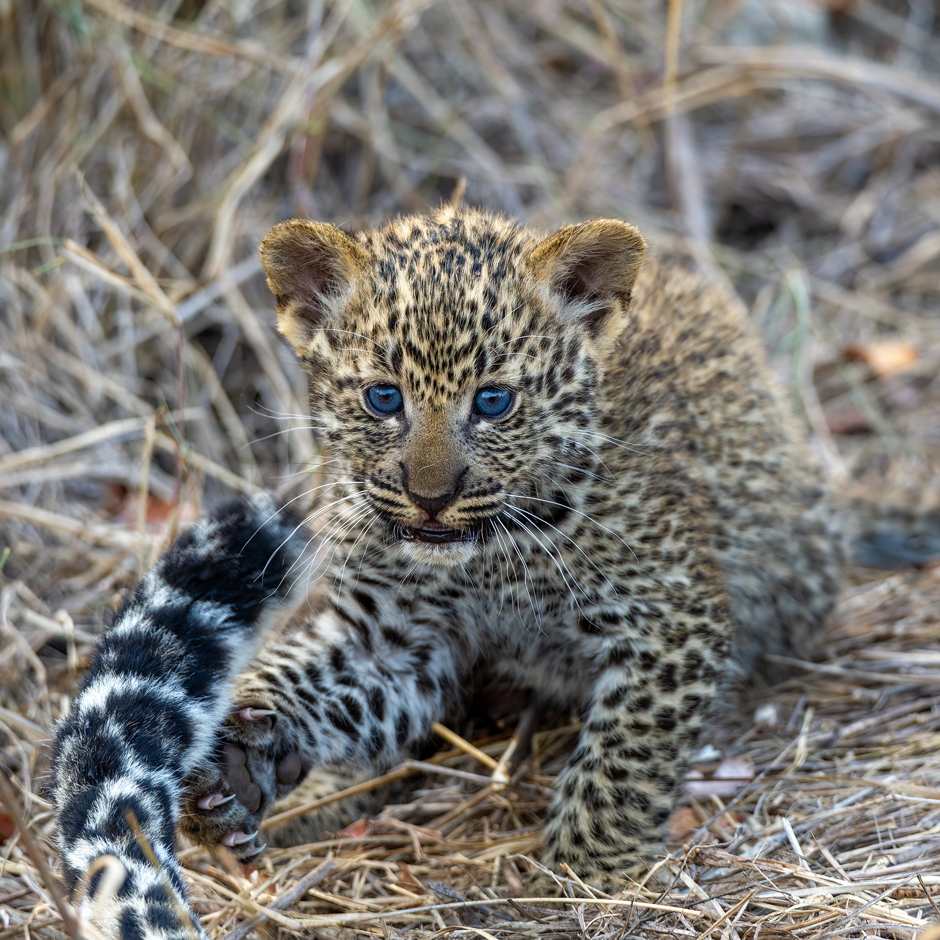 Leopard Cub