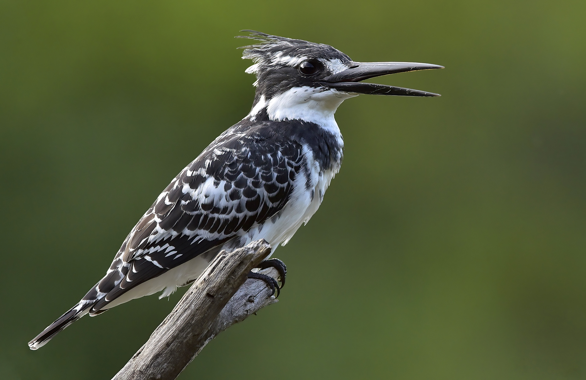 Pied Kingfisher