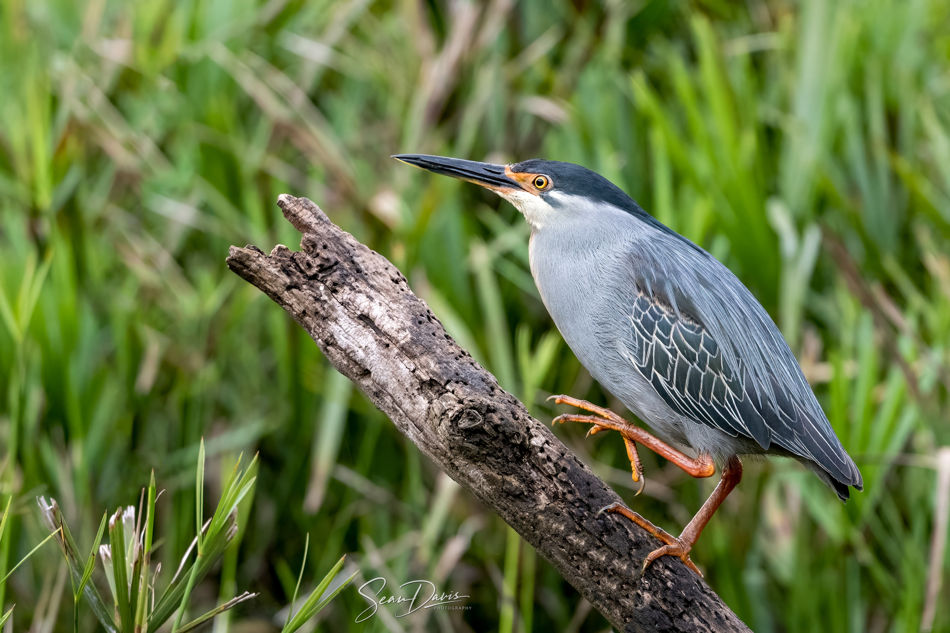 Green Backed Heron