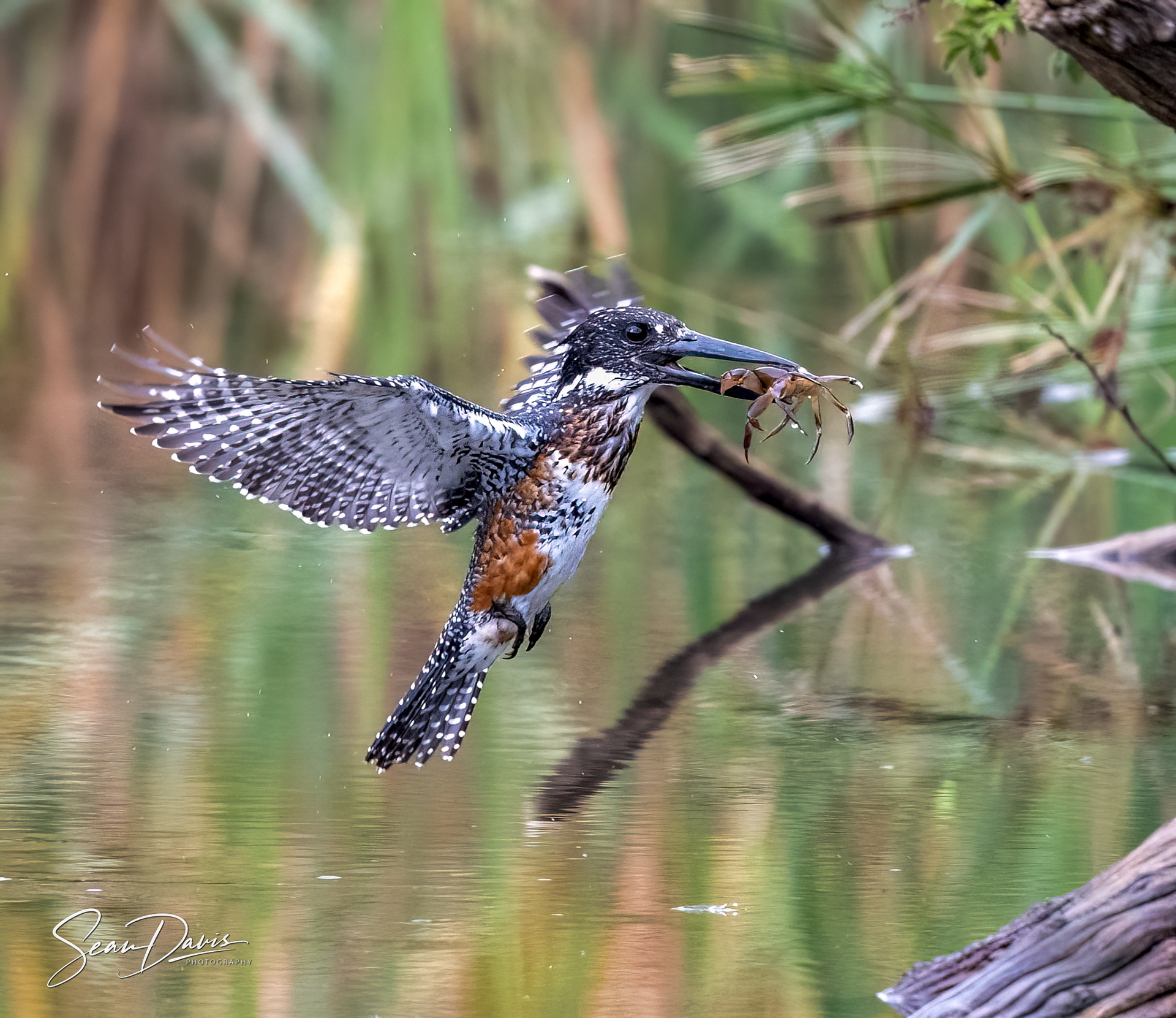 Giant Kingfisher