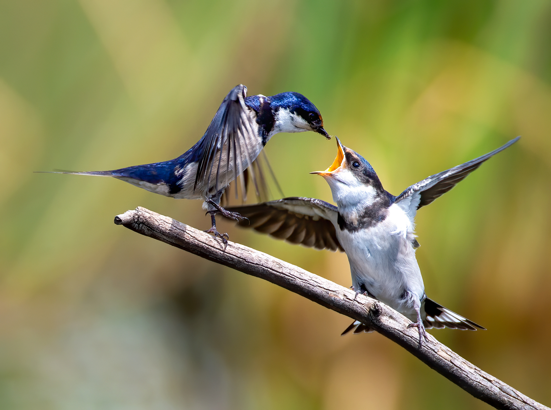 White throated Swallow