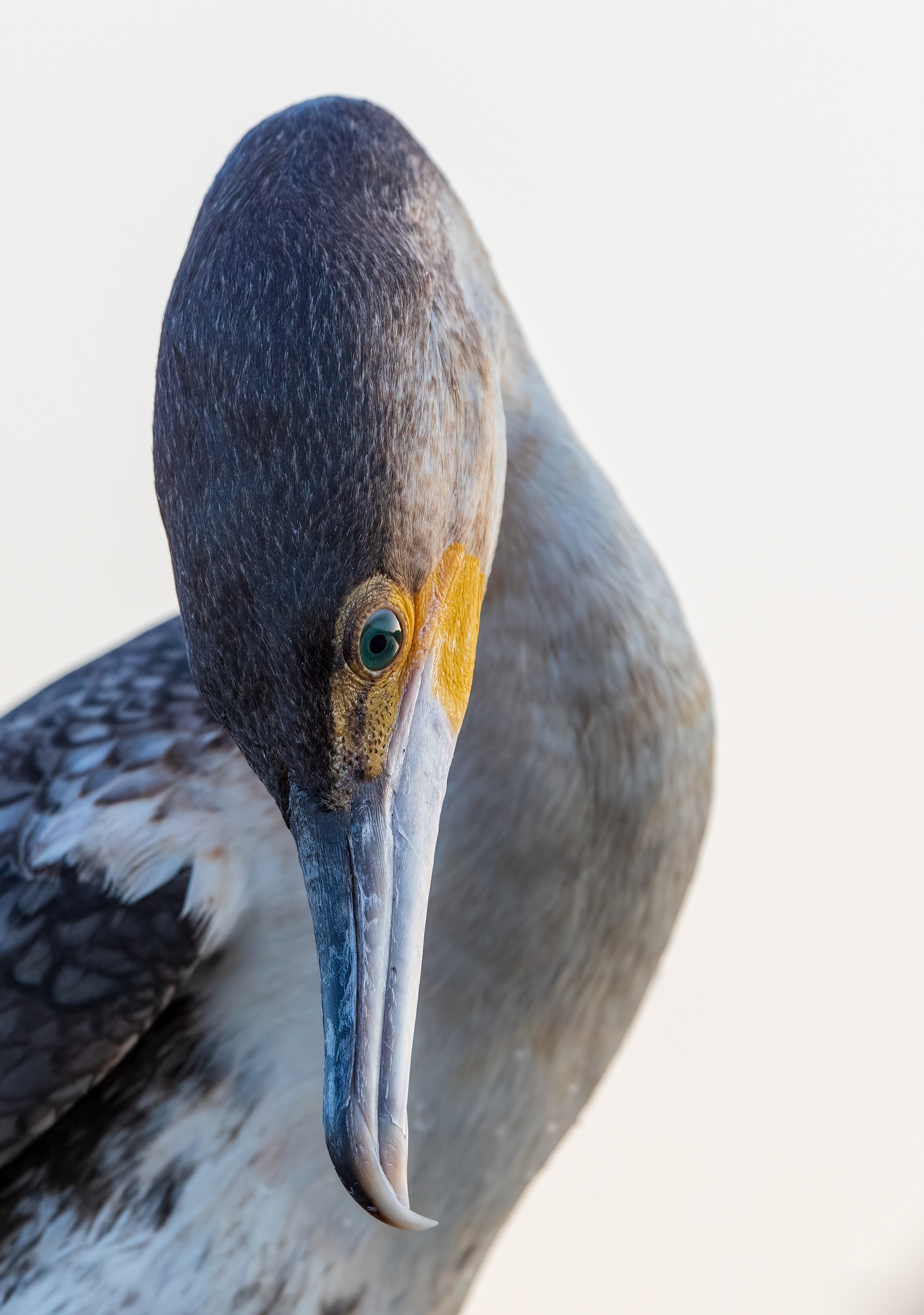White breasted Cormorant
