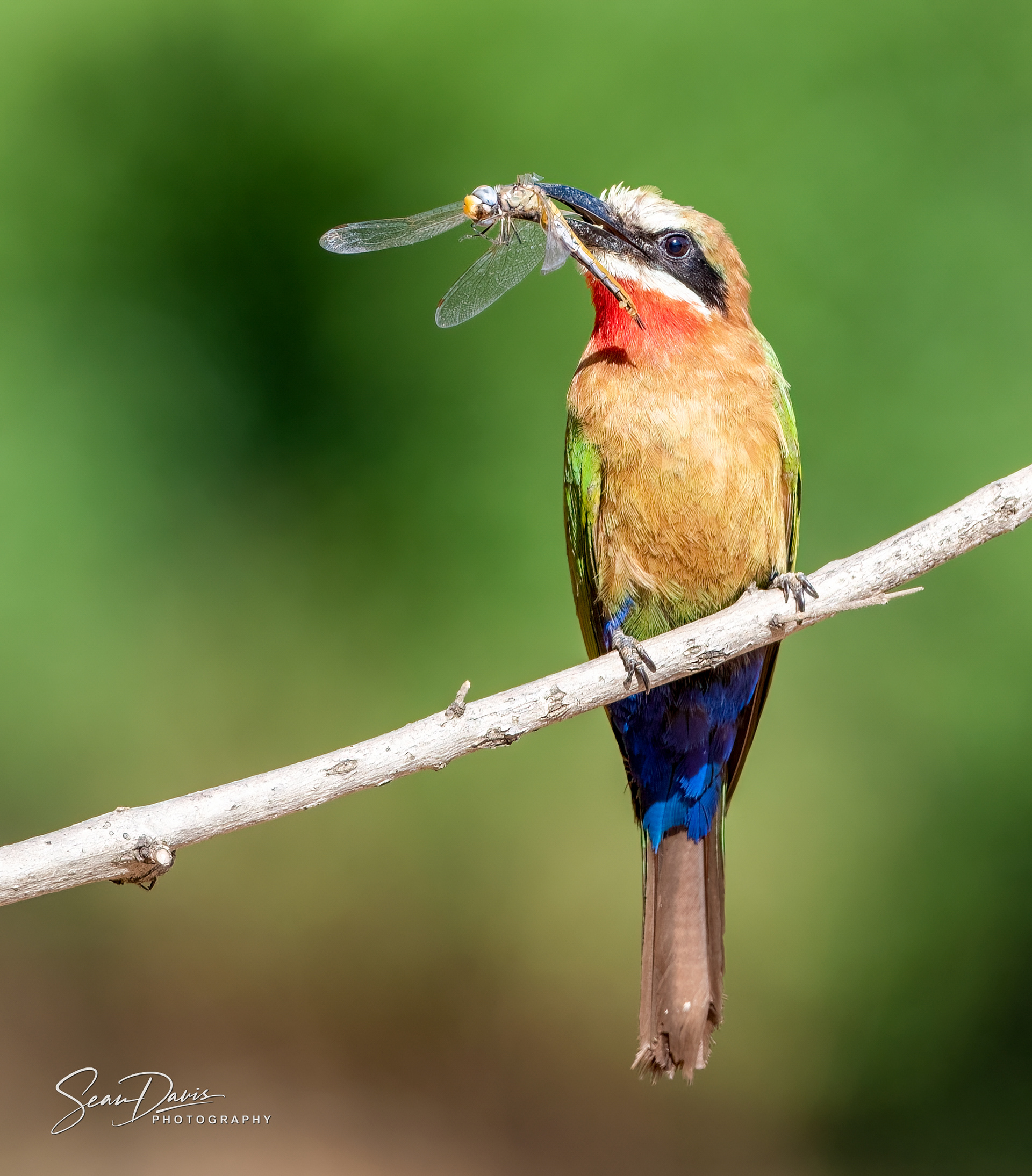 White-throated Bee Eater