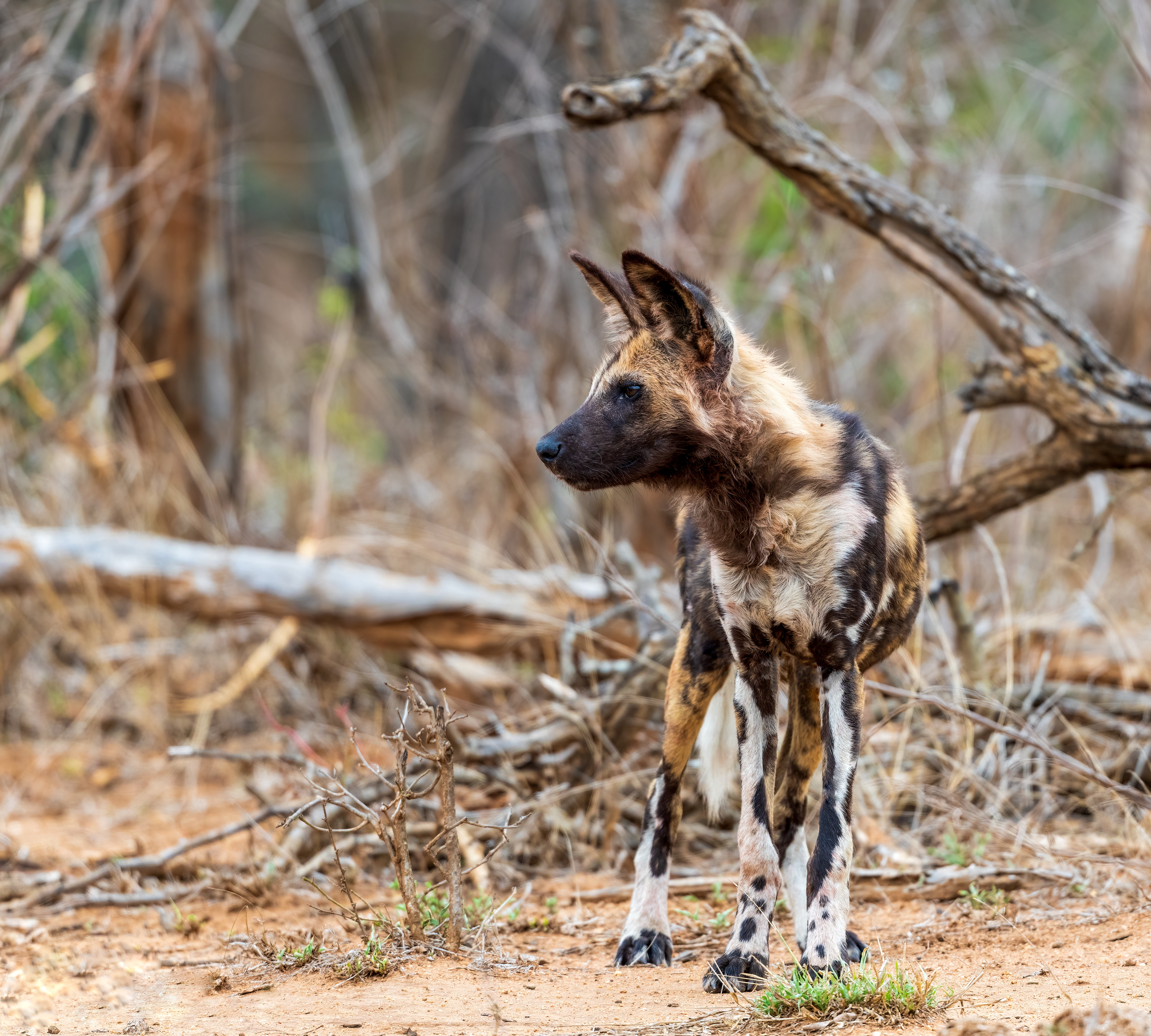 Wild Dog