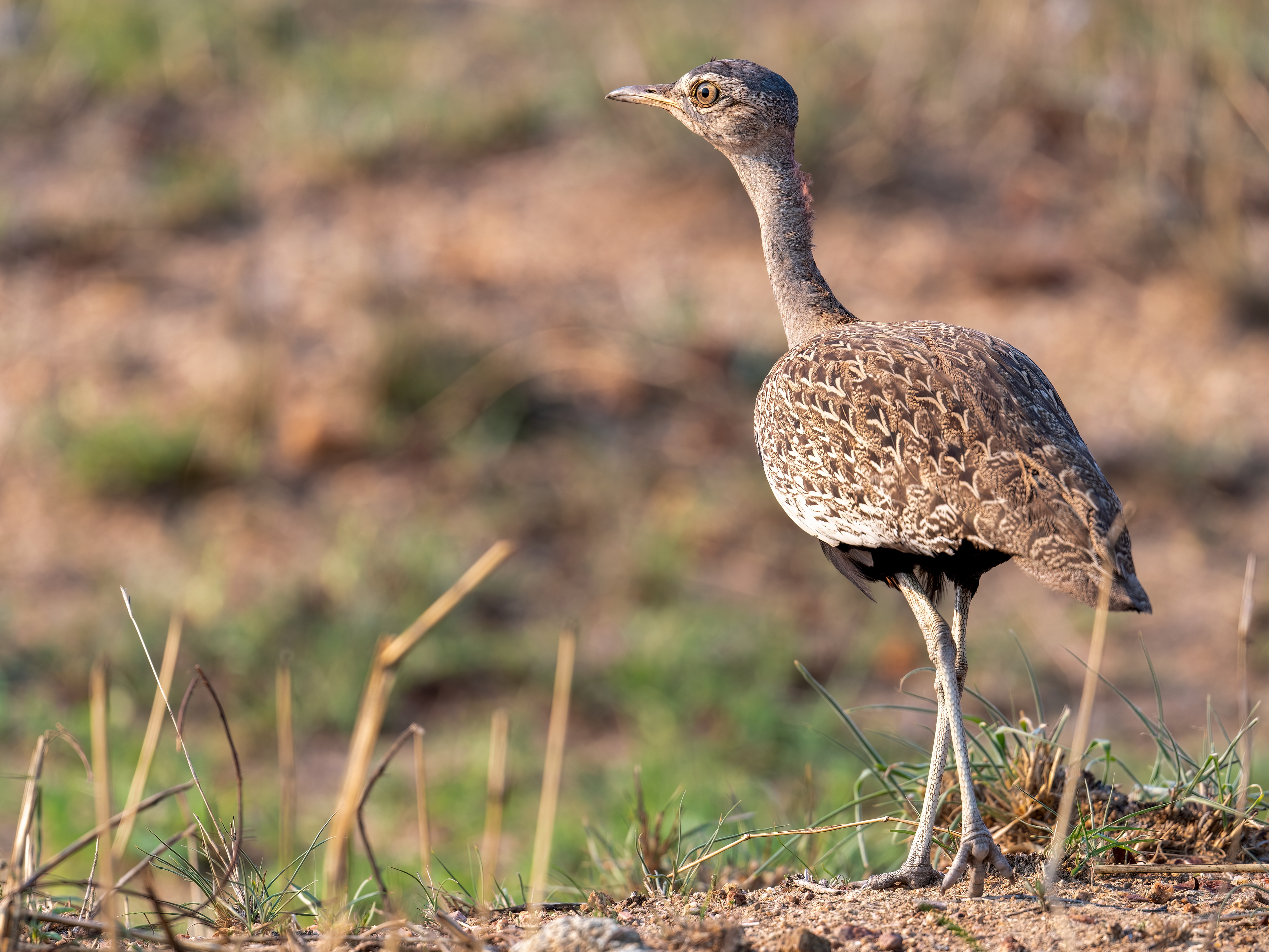 Redcrested Korhaan