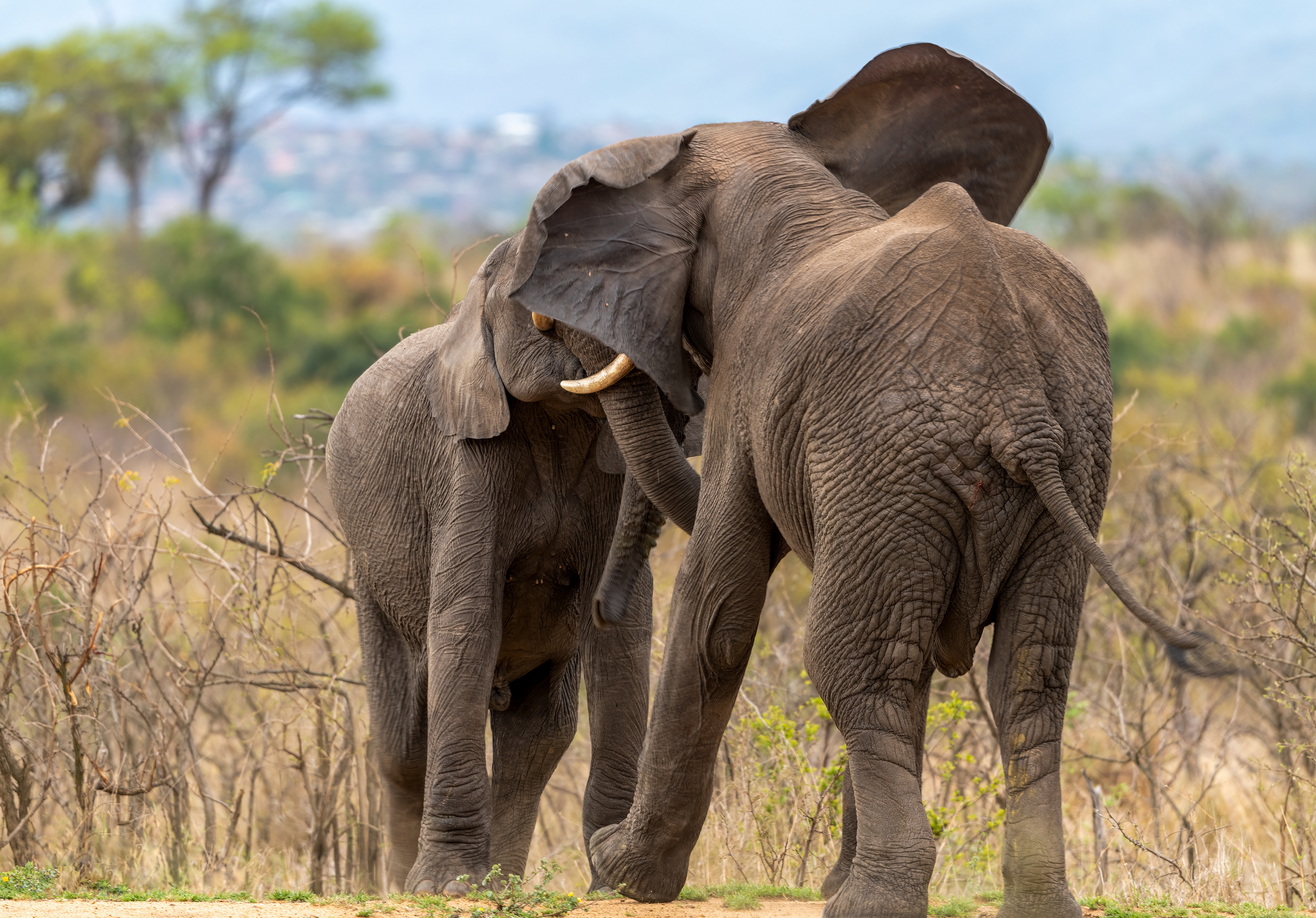 Male Elephant