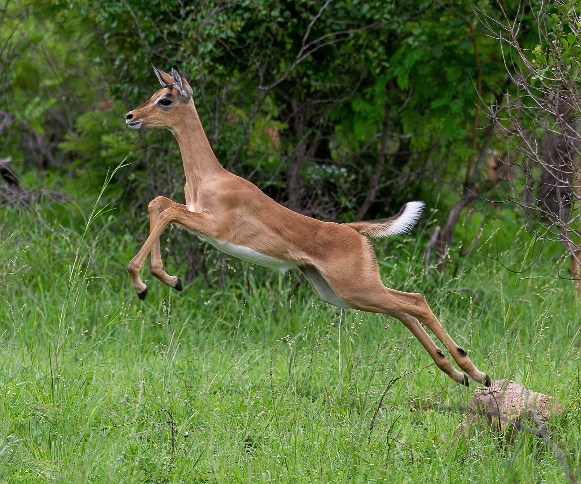 Impala Pronking