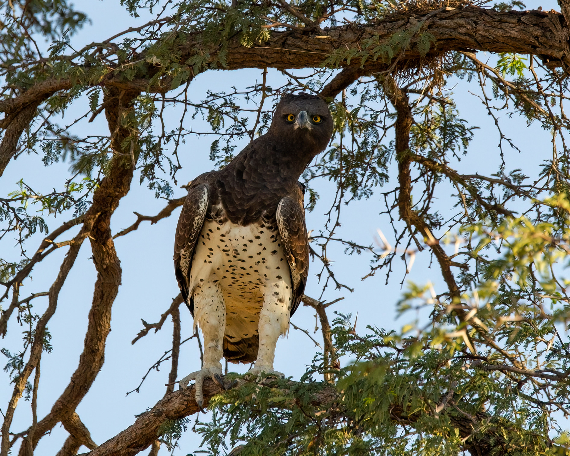 Martial Eagle