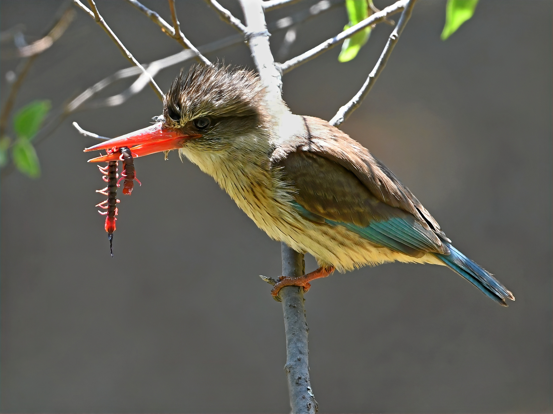 Brown Hooded Kingfisher
