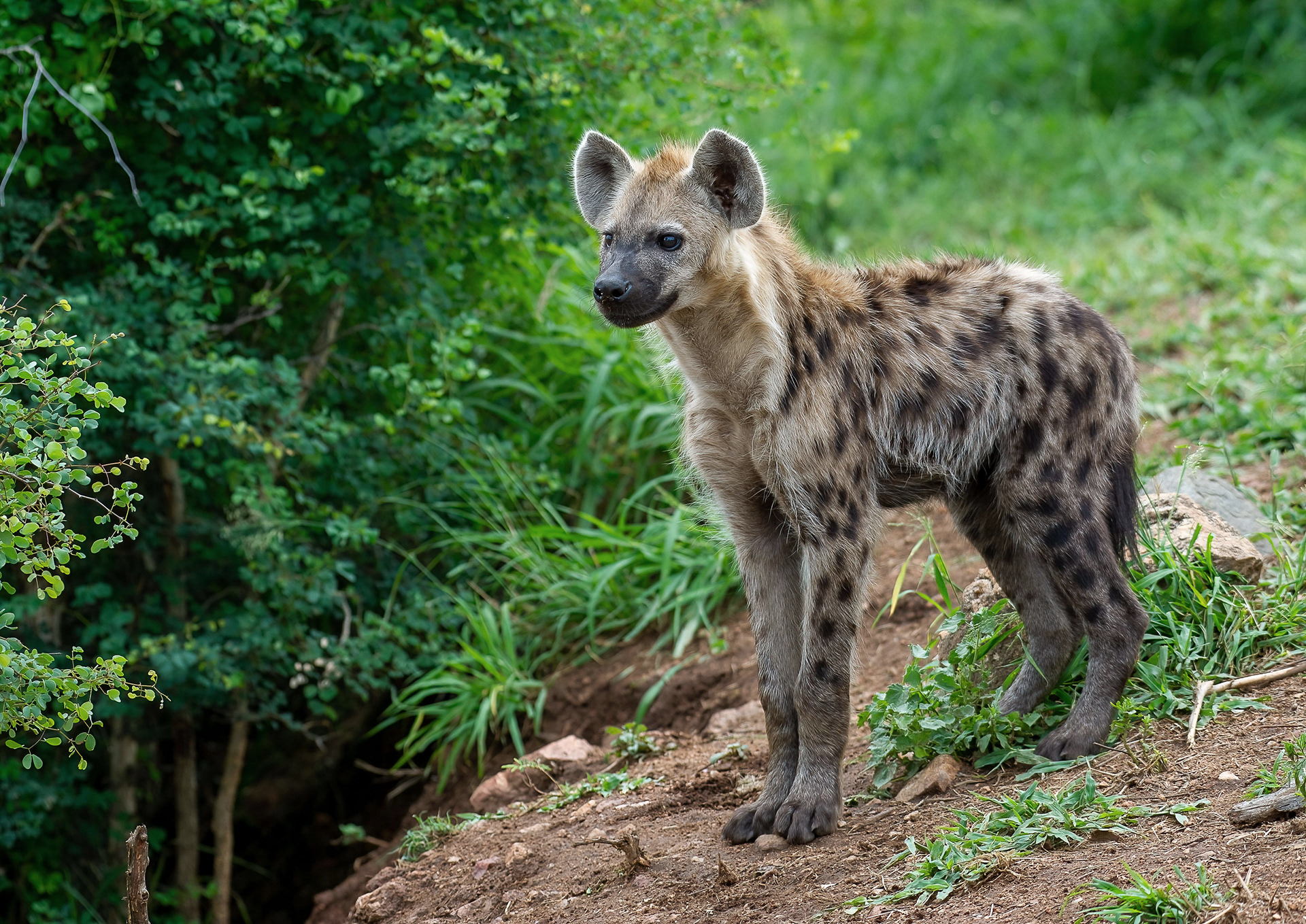 Spotted Hyena Pup