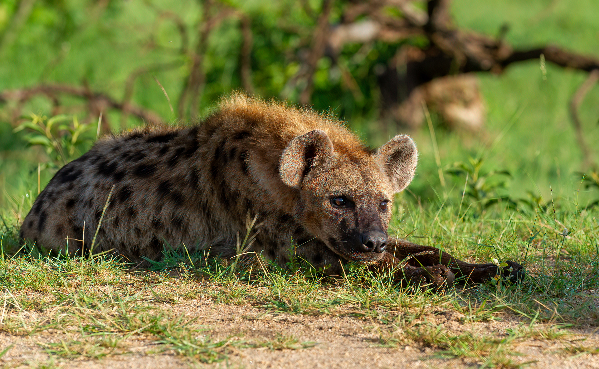 Spotted Hyena Pup