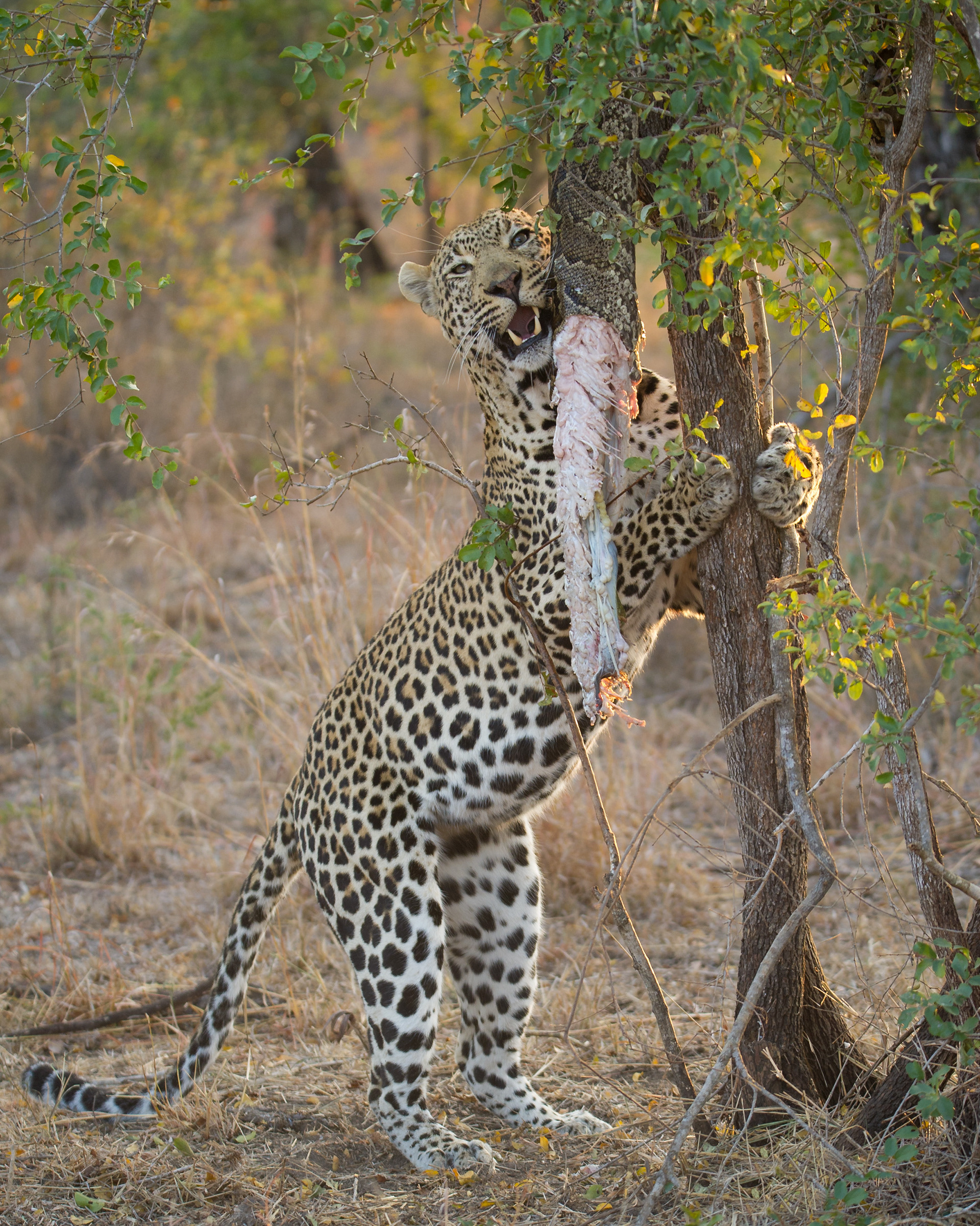 Leopard