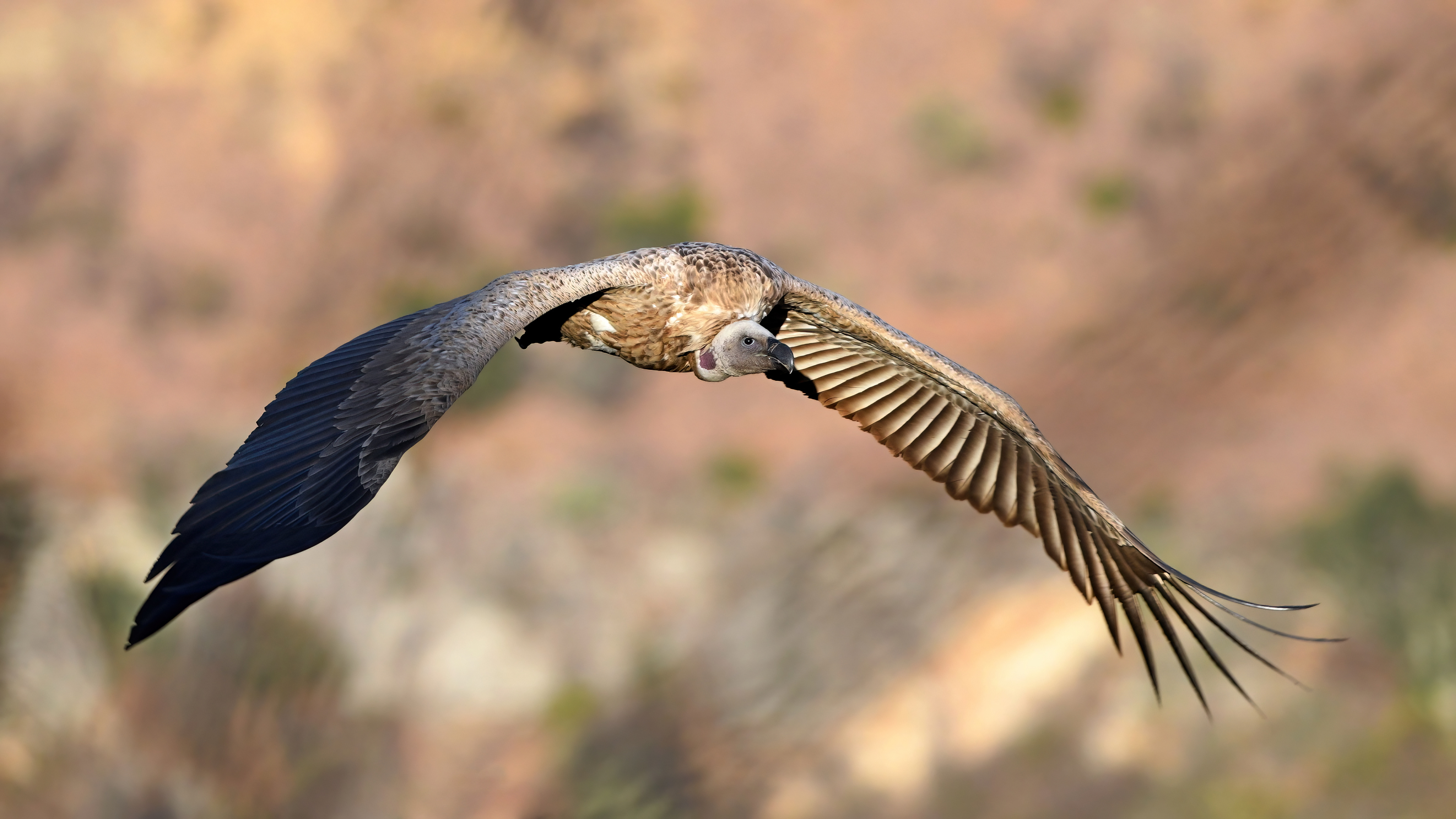 Cape Vulture
