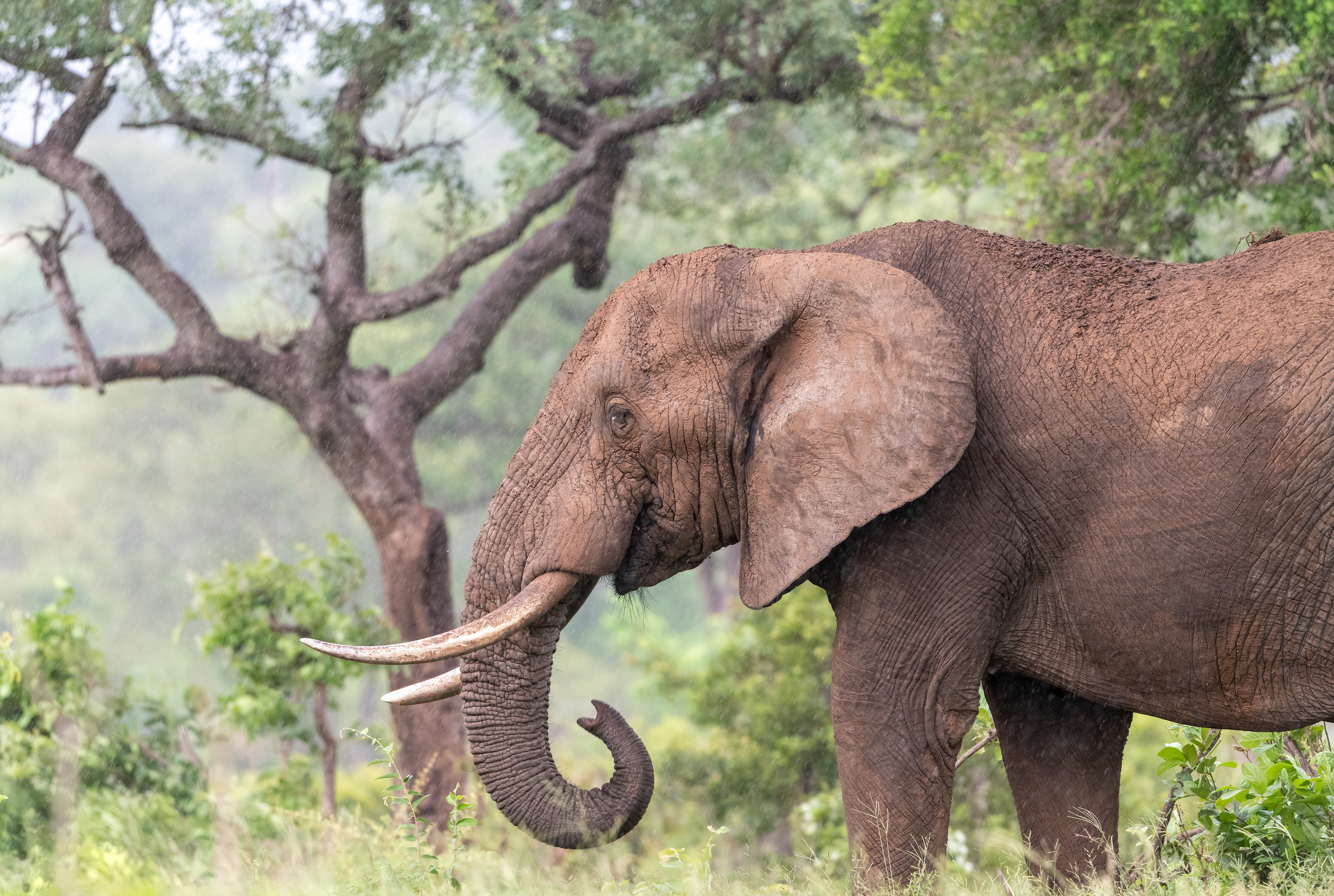 Male Elephant