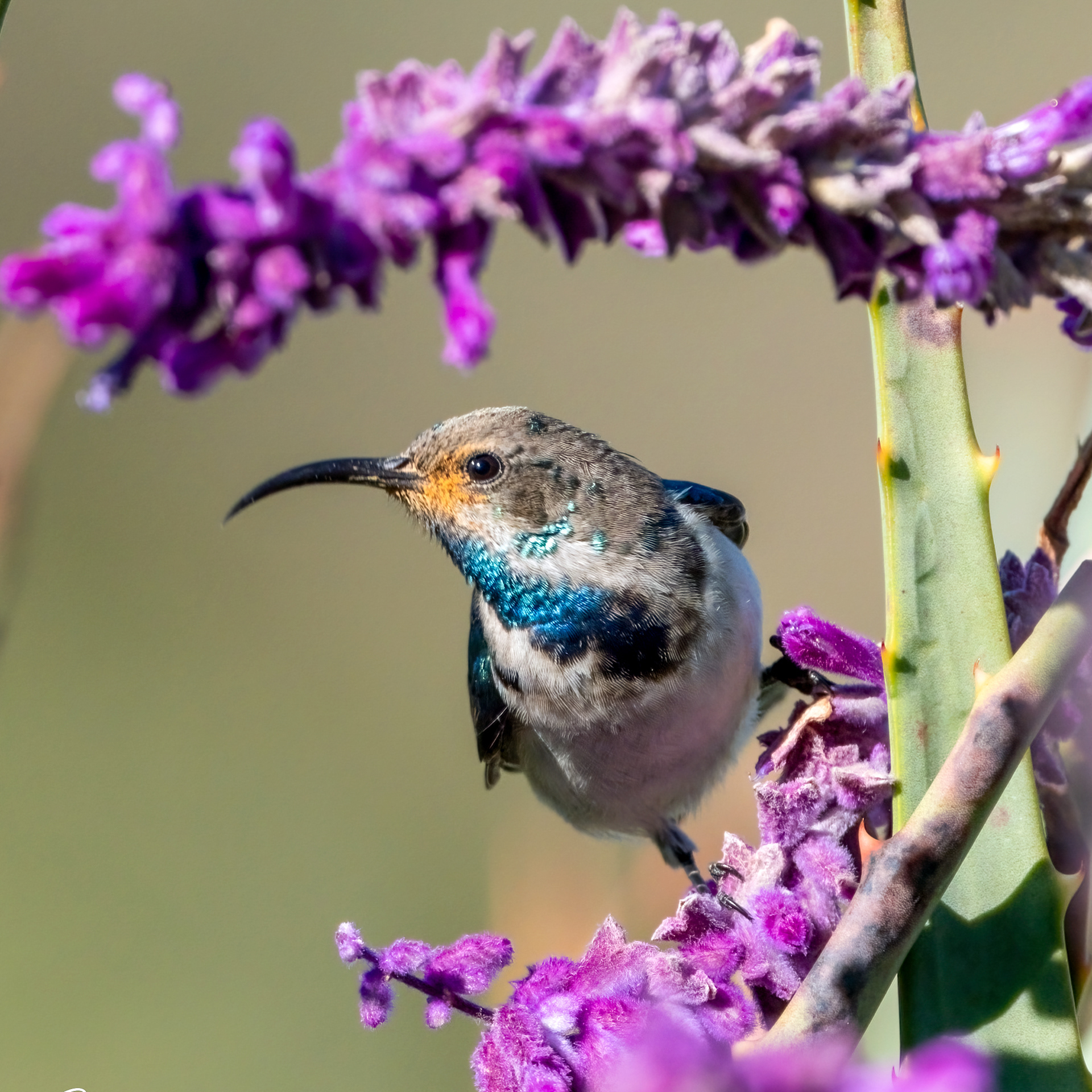 White Bellied Sunbird ♂
