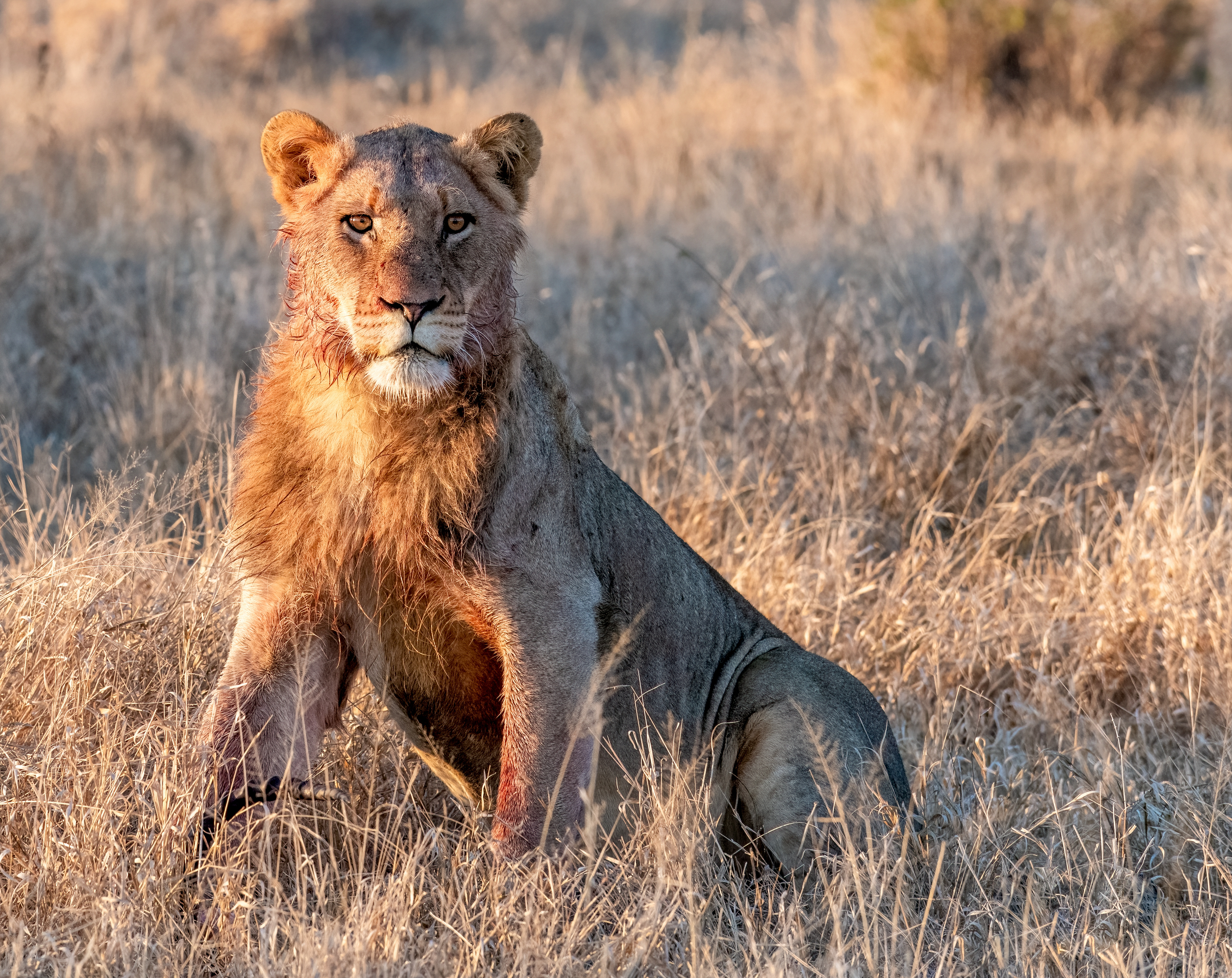 Lioness
