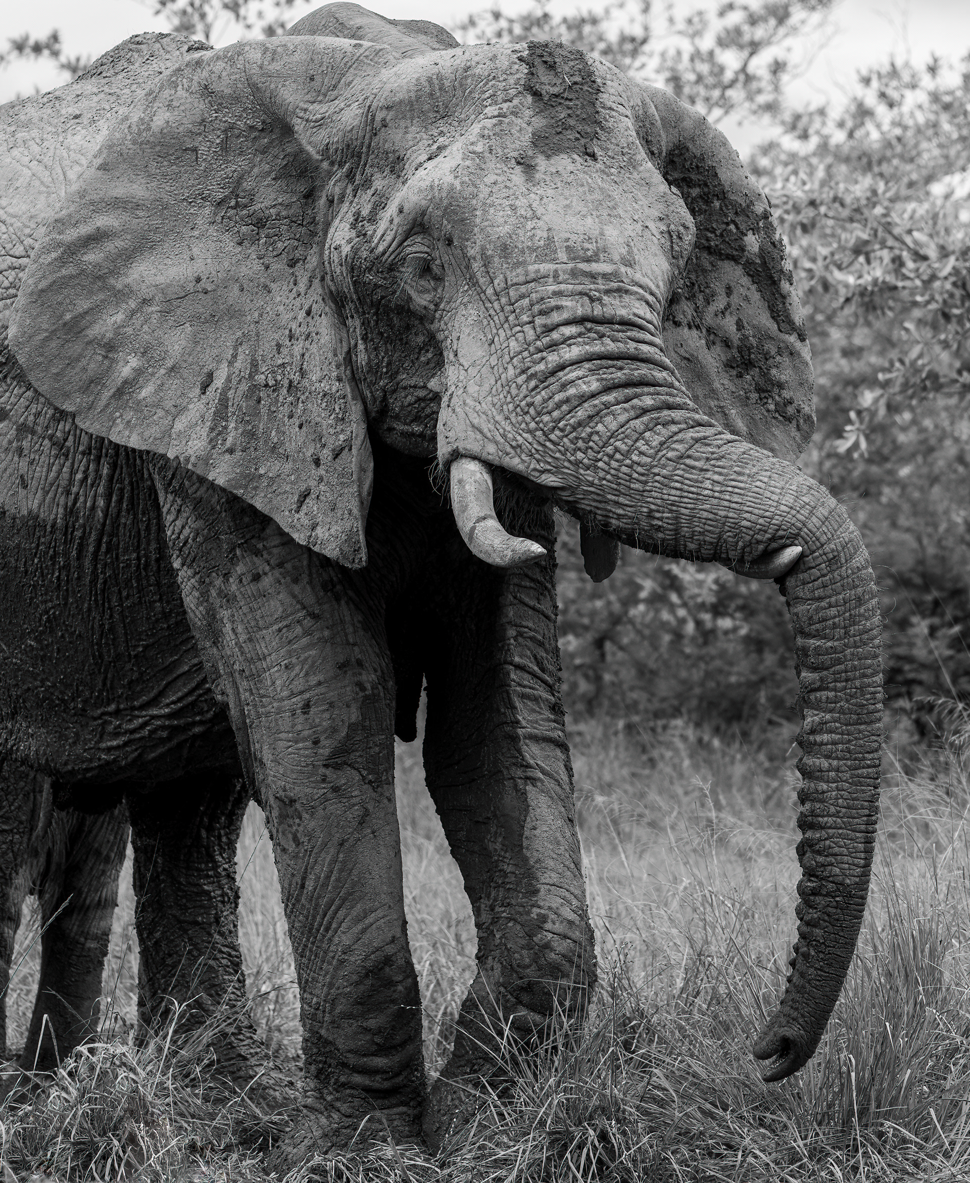 Male Elephant