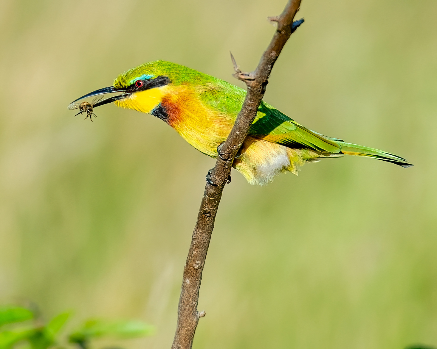 Little Bee Eater