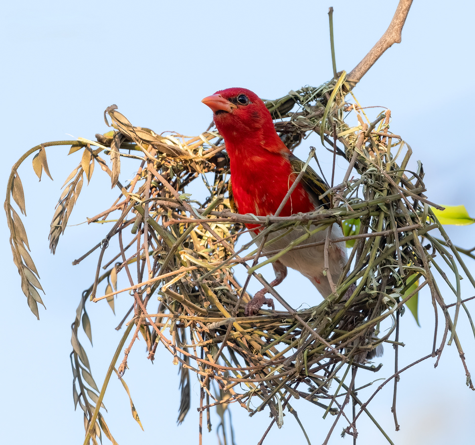 Red Headed Weaver ♂