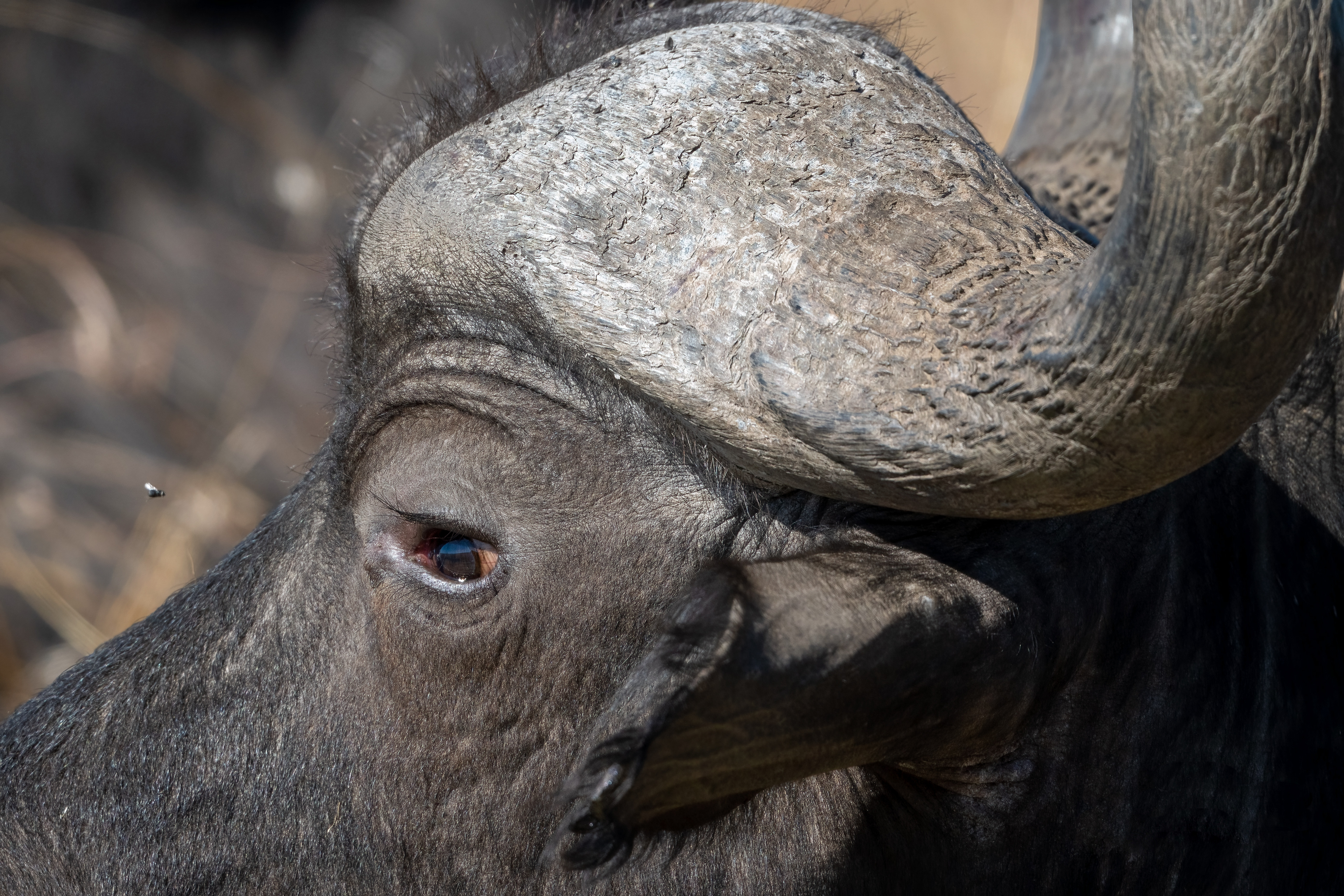 Buffalo