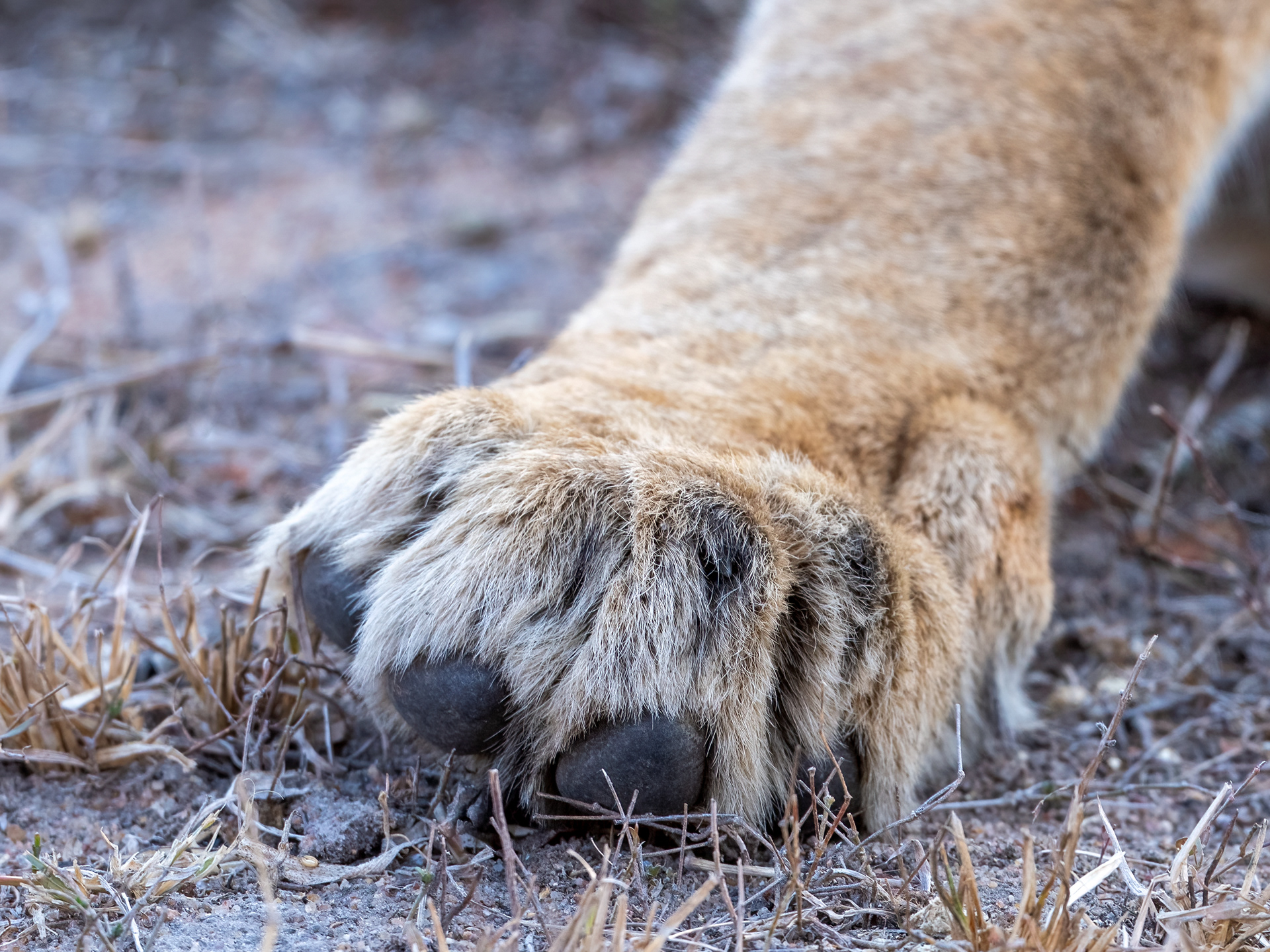 Paw