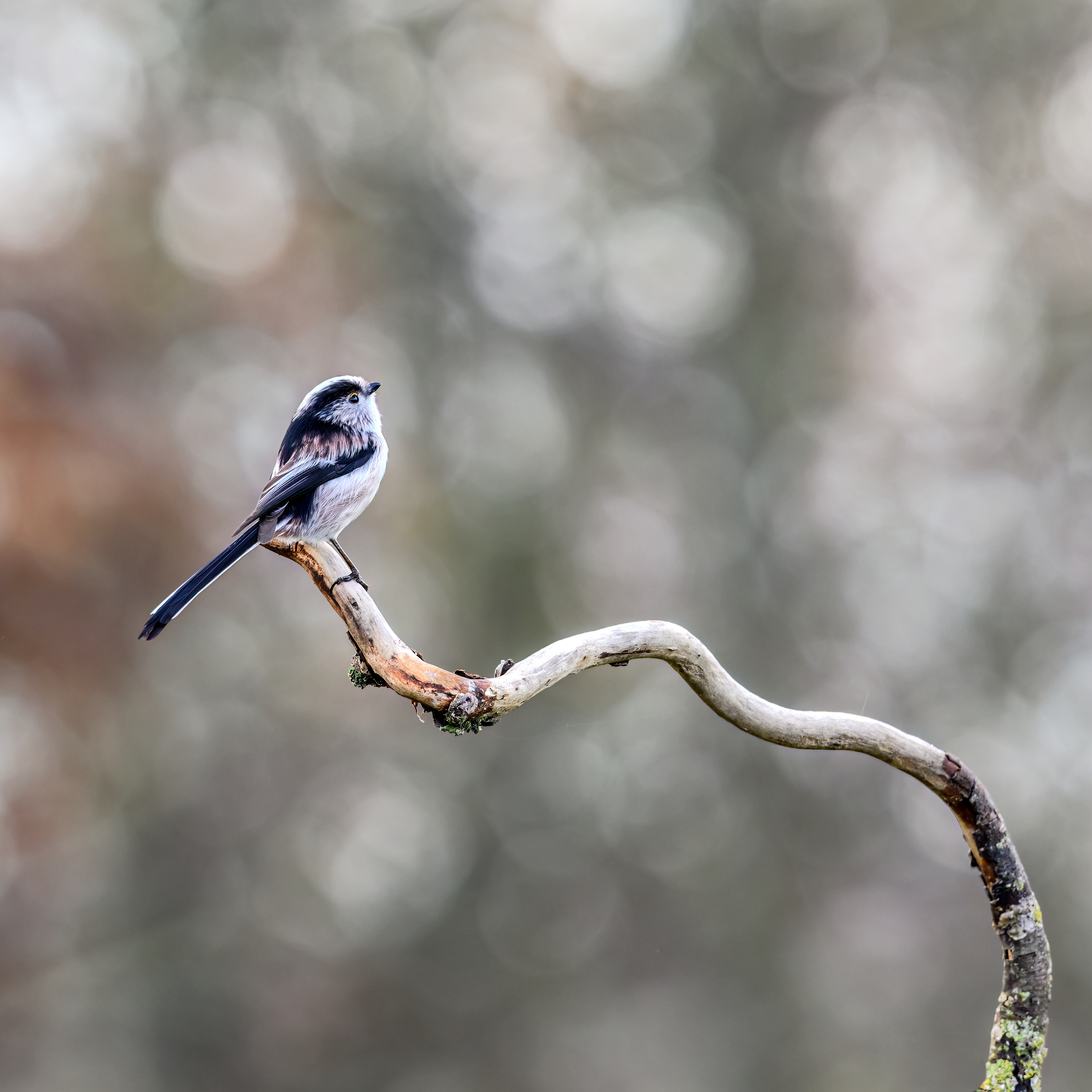 Long Tailed Tit
