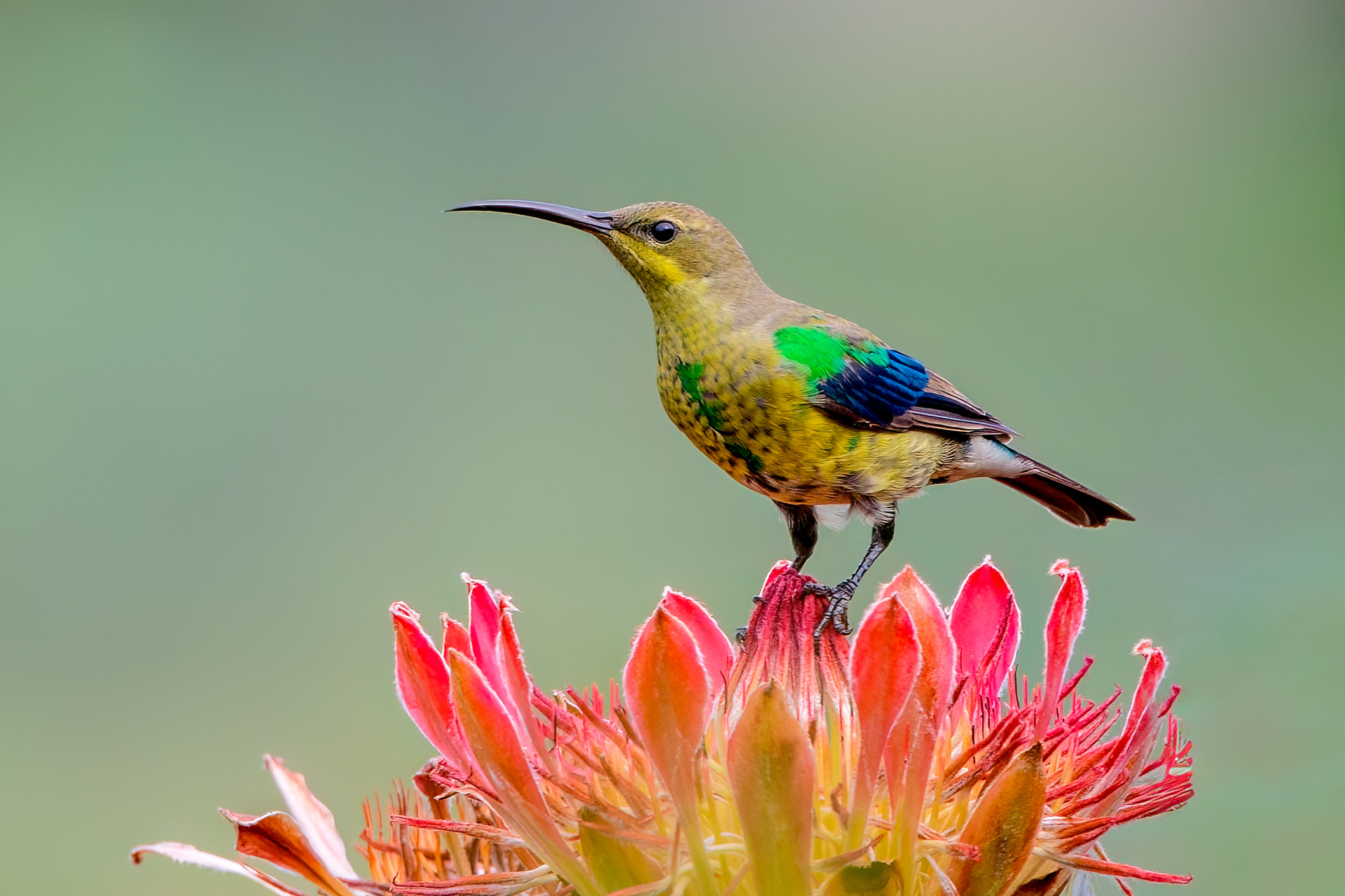 Malachite Sunbird