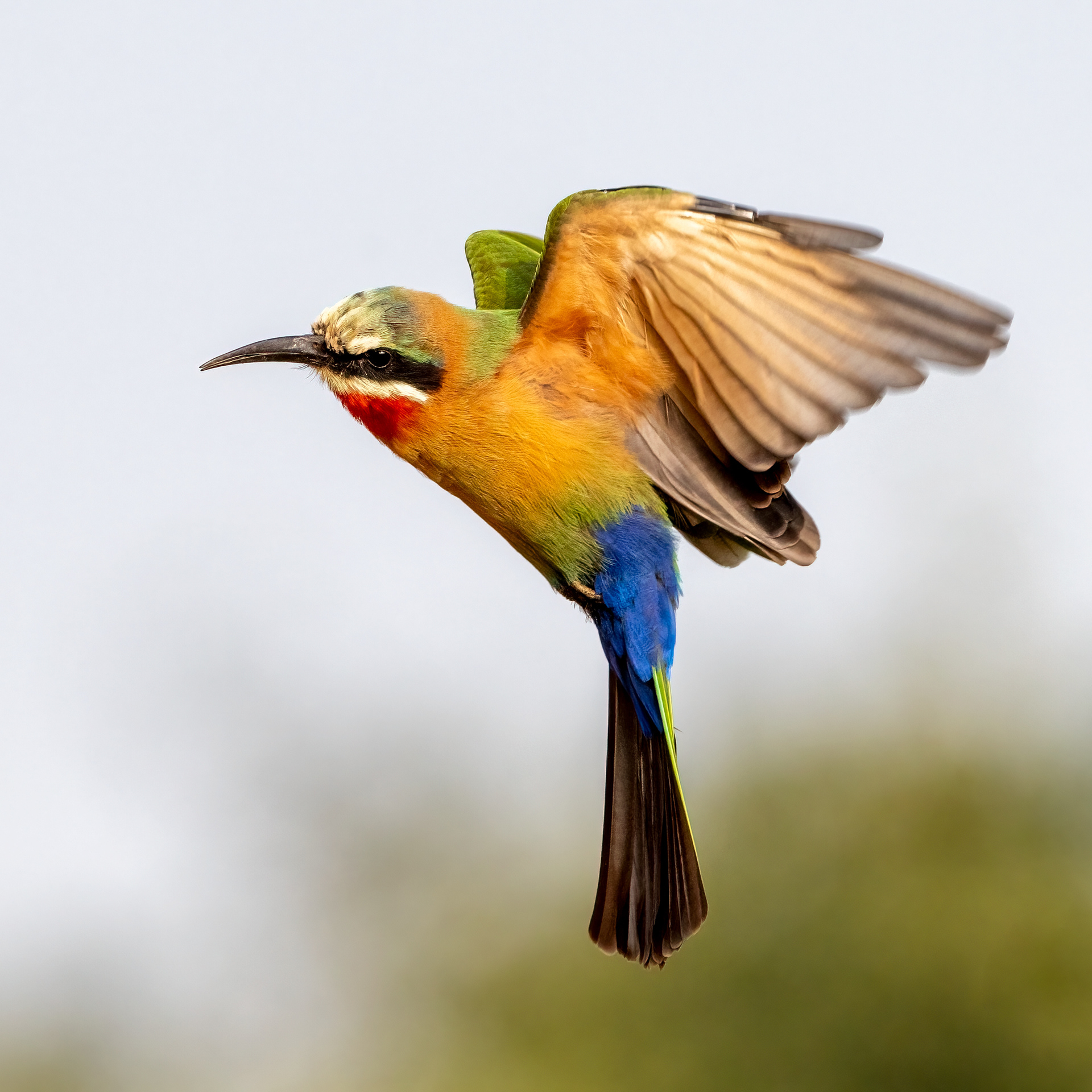 White-throated Bee Eater