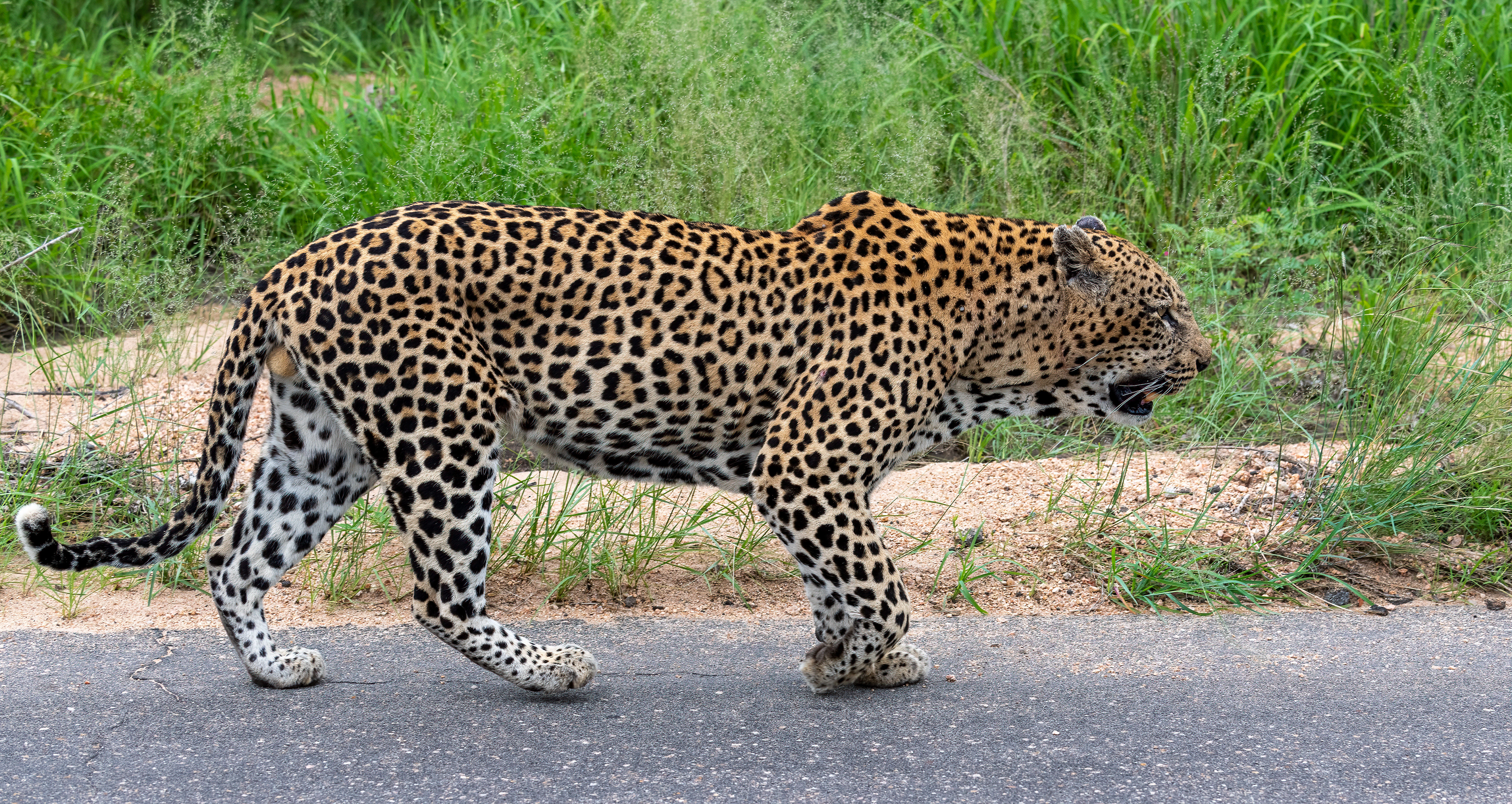 Male Leopard