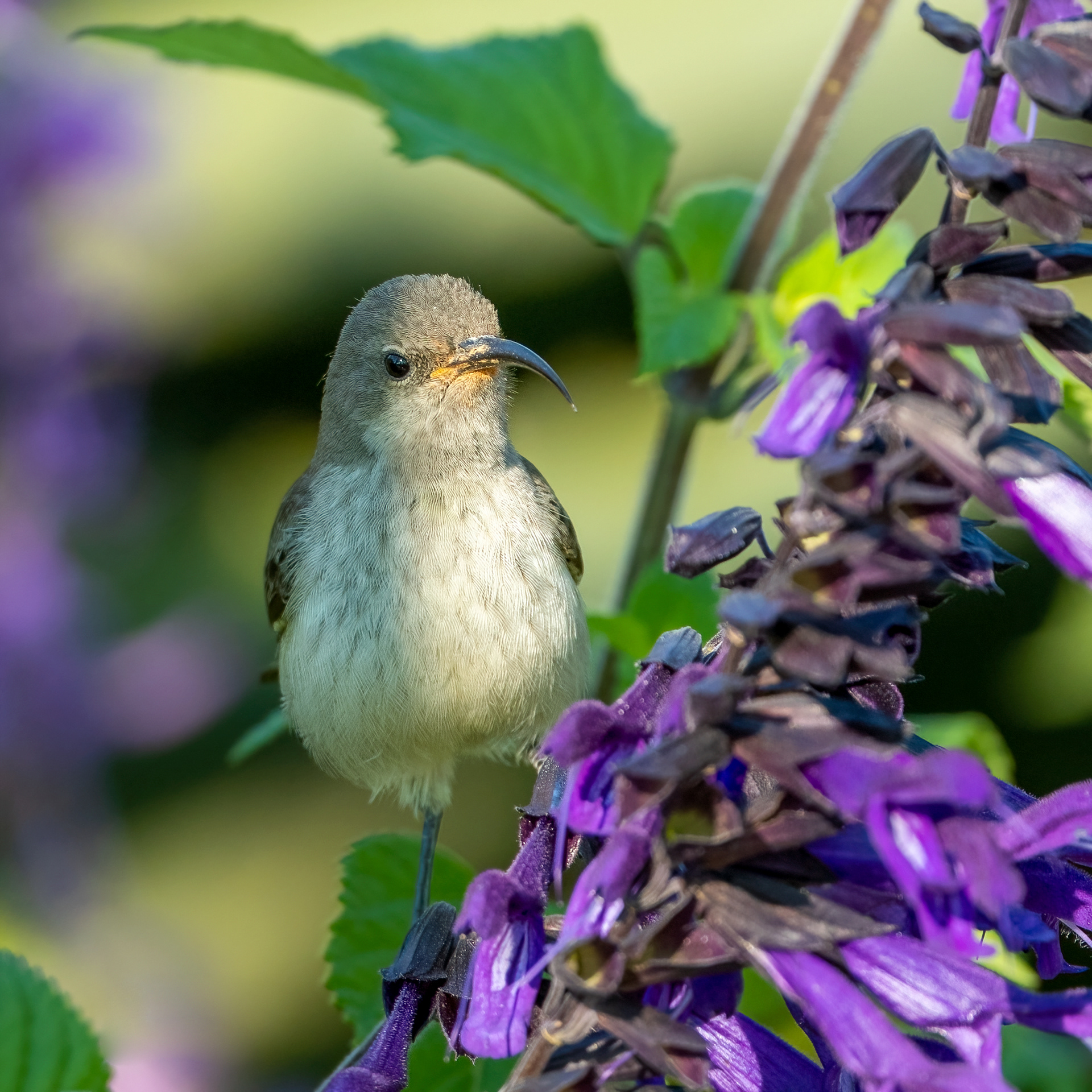 White Bellied Sunbird ♀