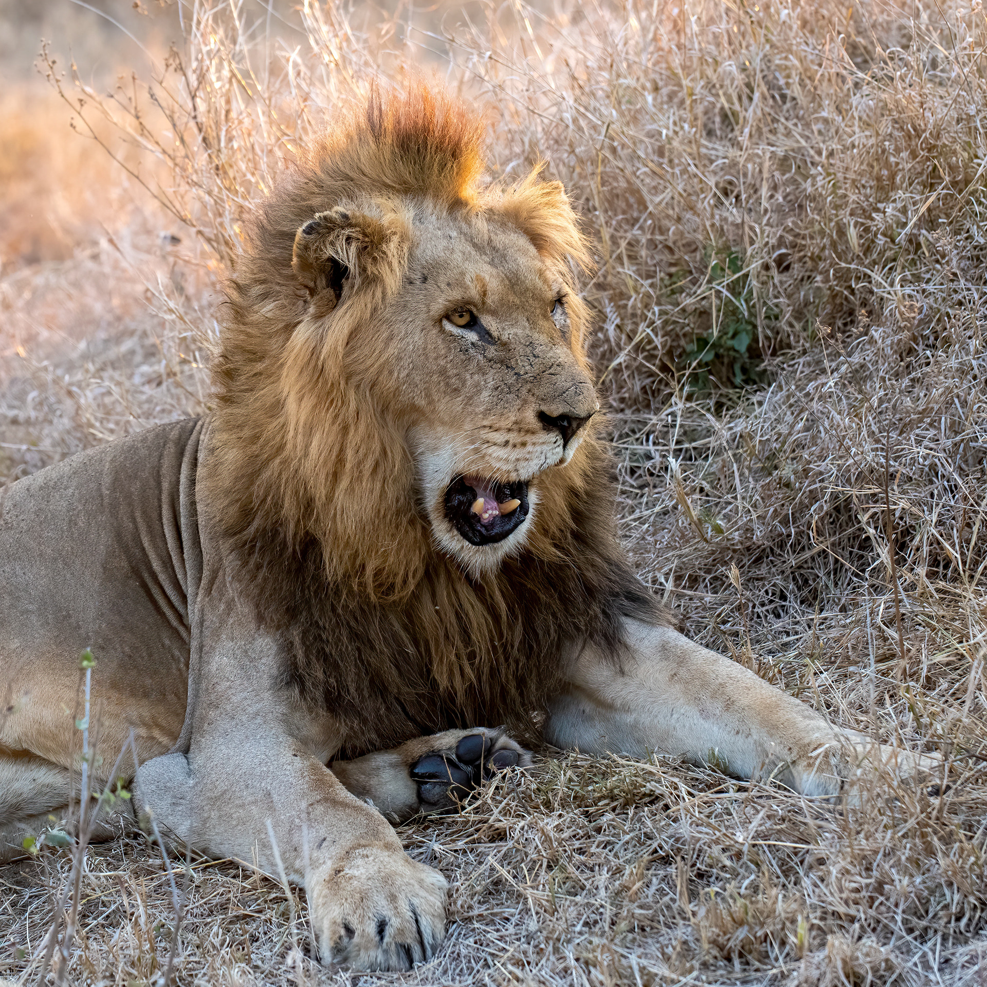 Mal Lion ( Mohawk)