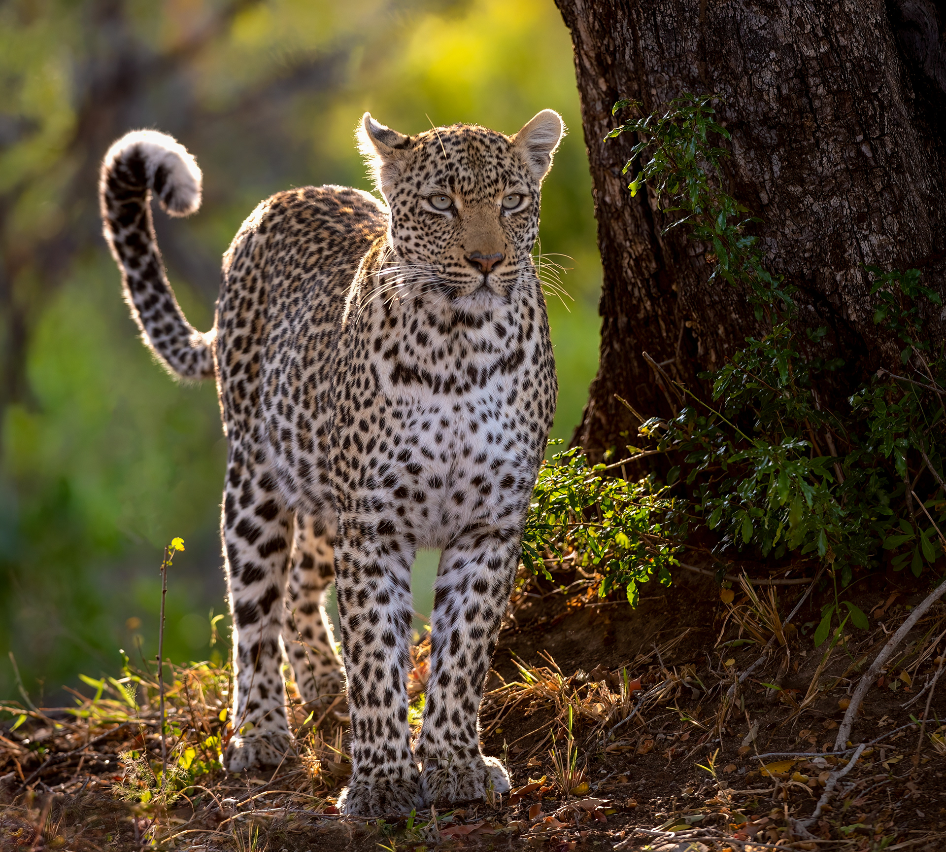 Leopard