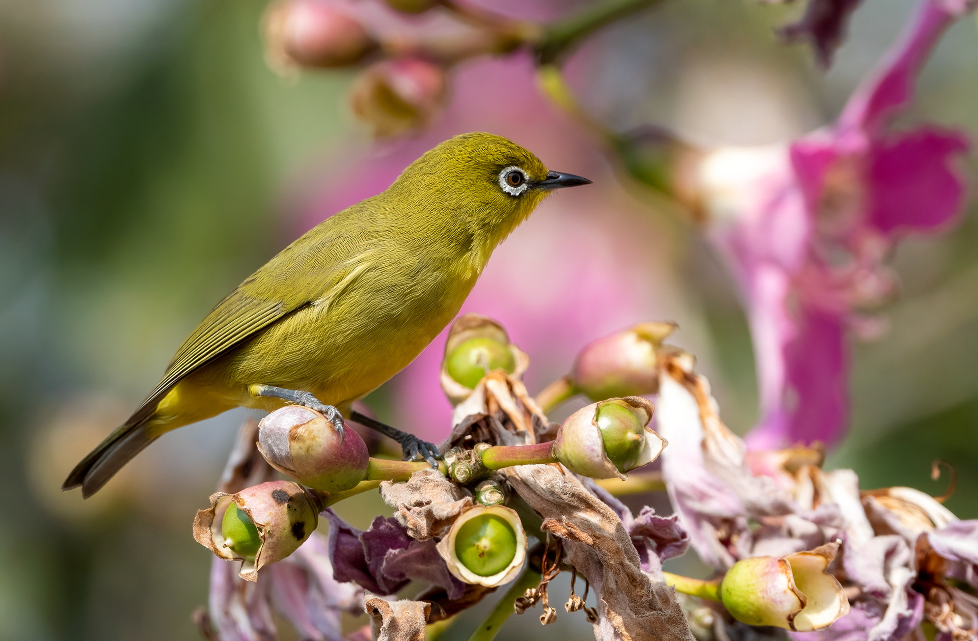 Cape White Eye
