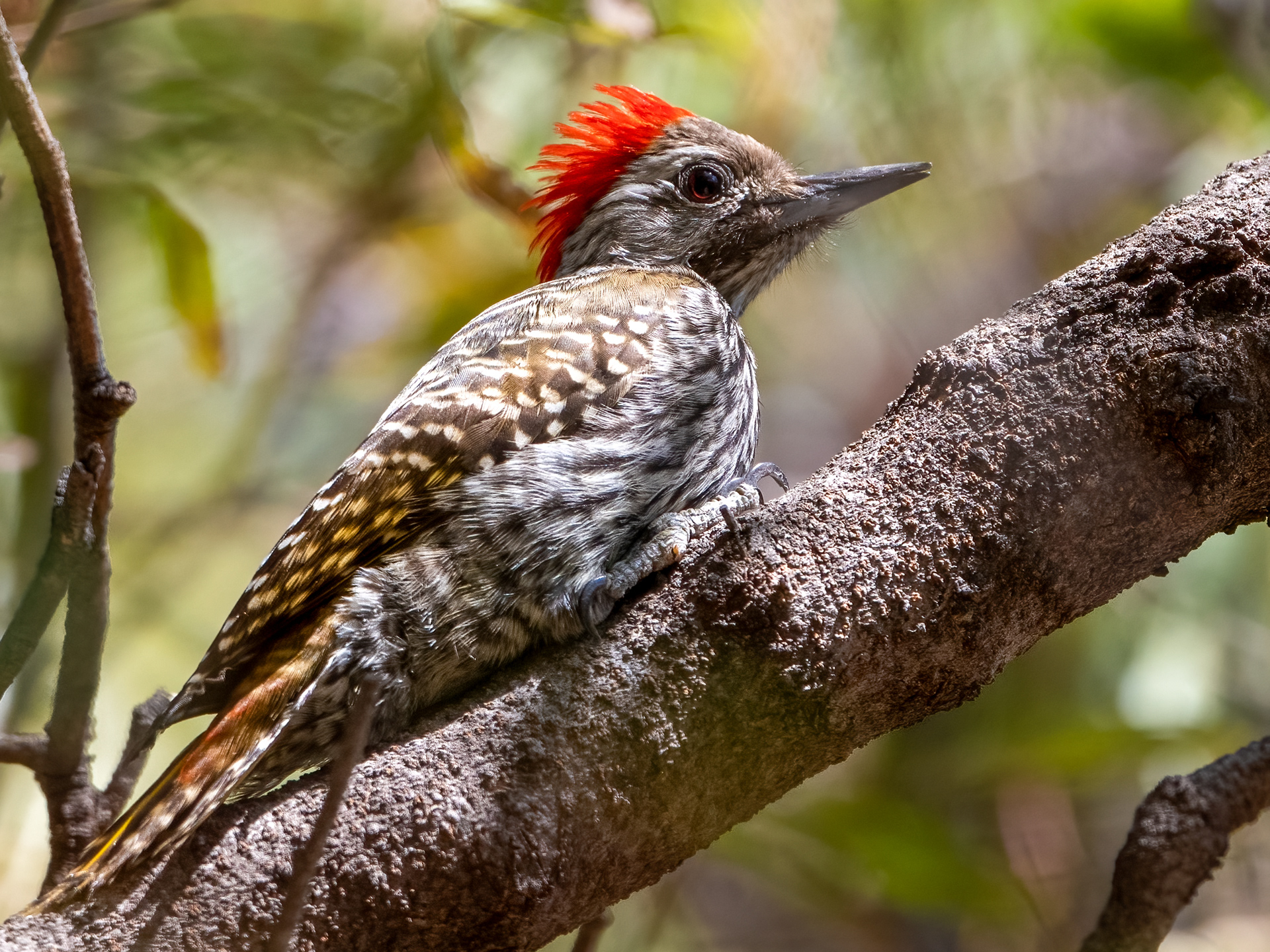 Gloden Tailed Woodpecker