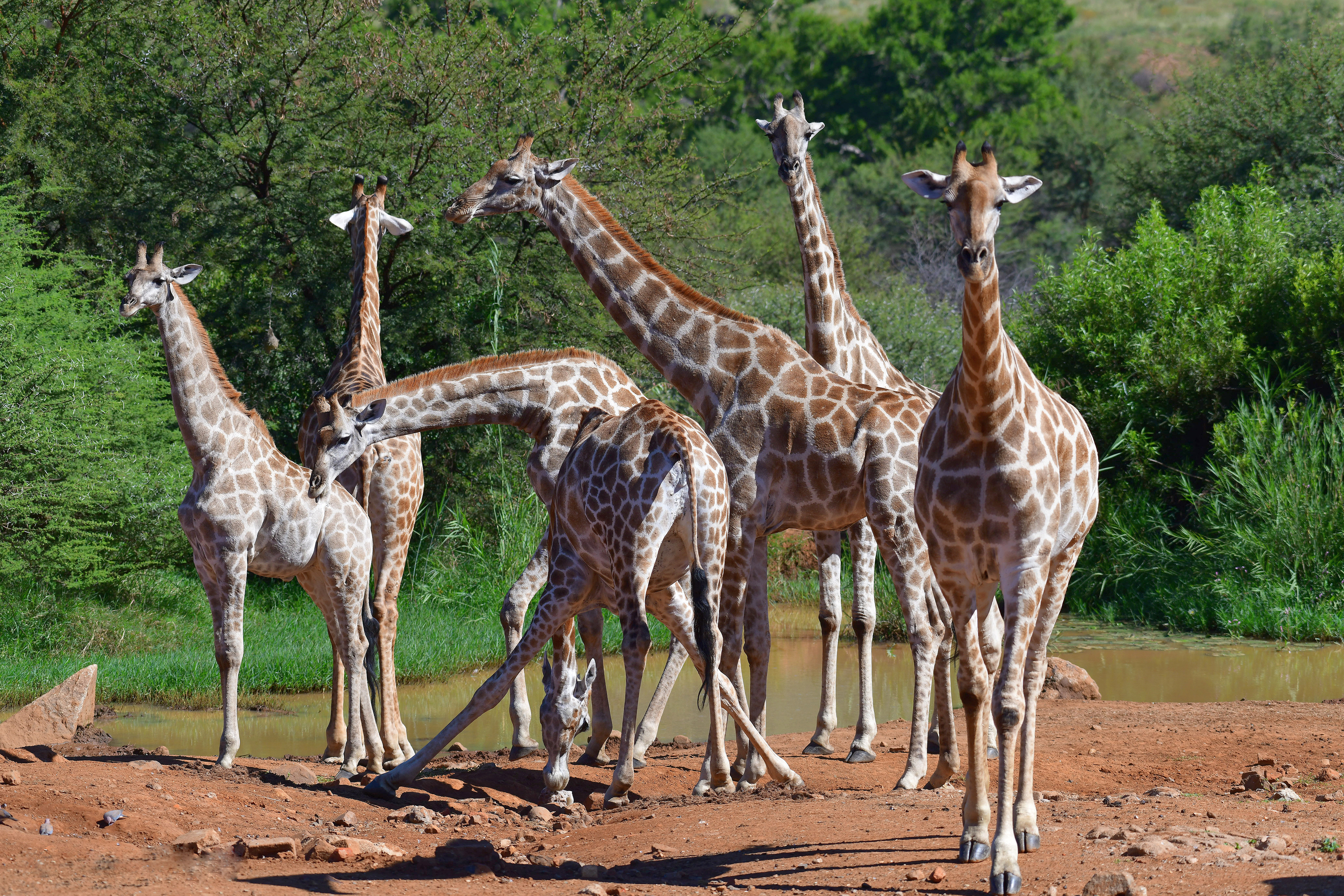 Tower of Giraffe
