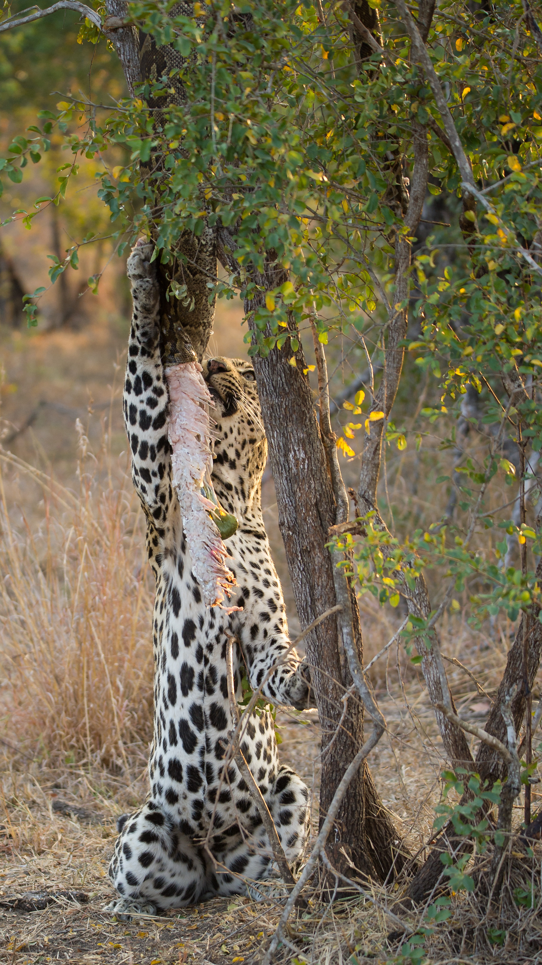 Leopard
