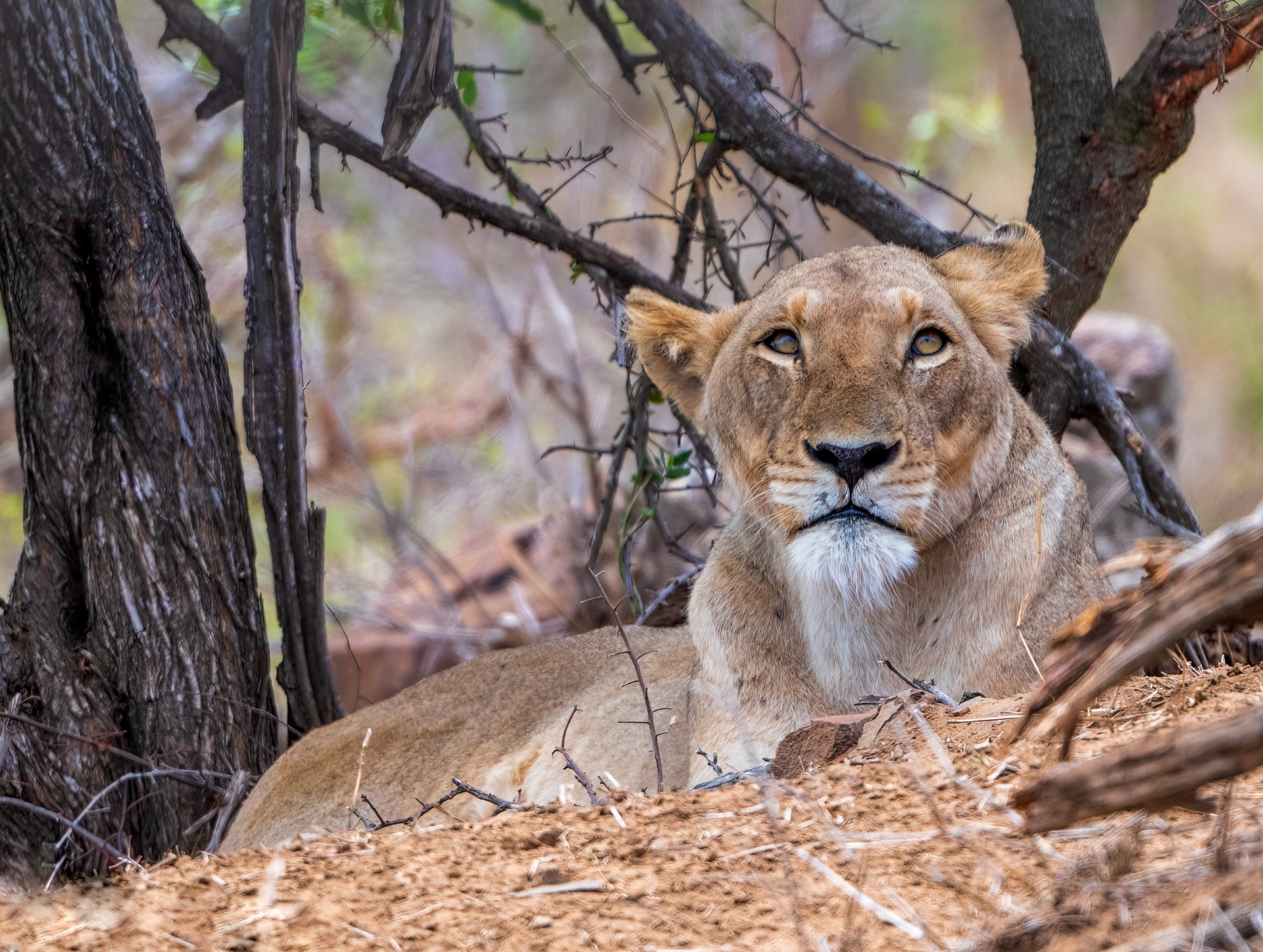Lioness