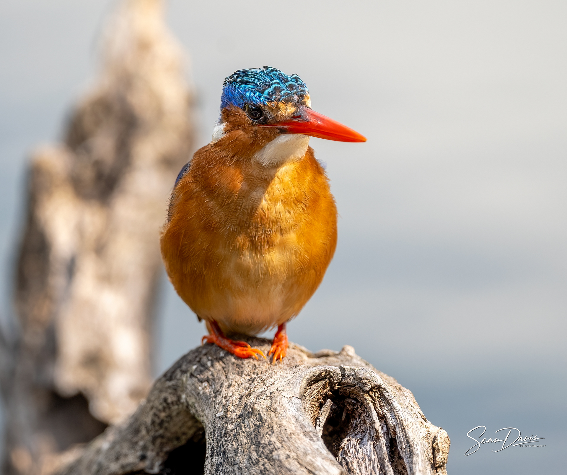 Malachite Kingfisher