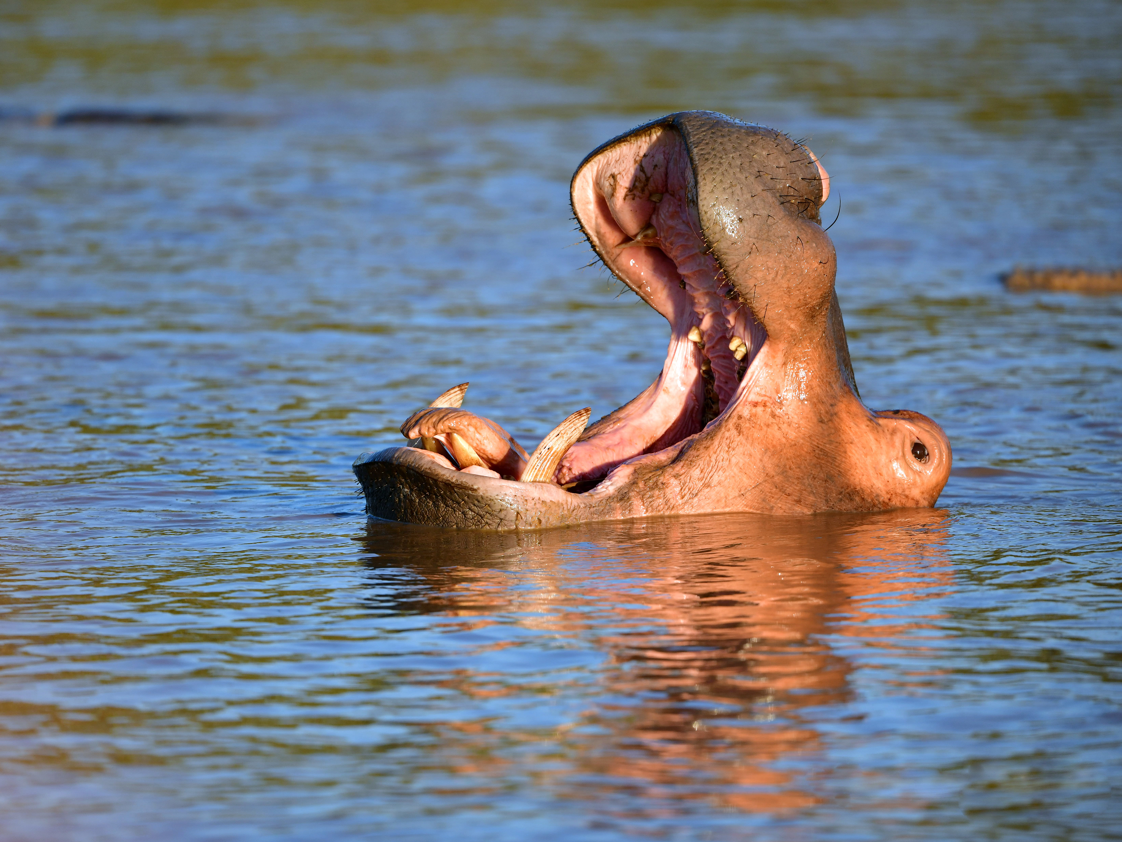 Hippo