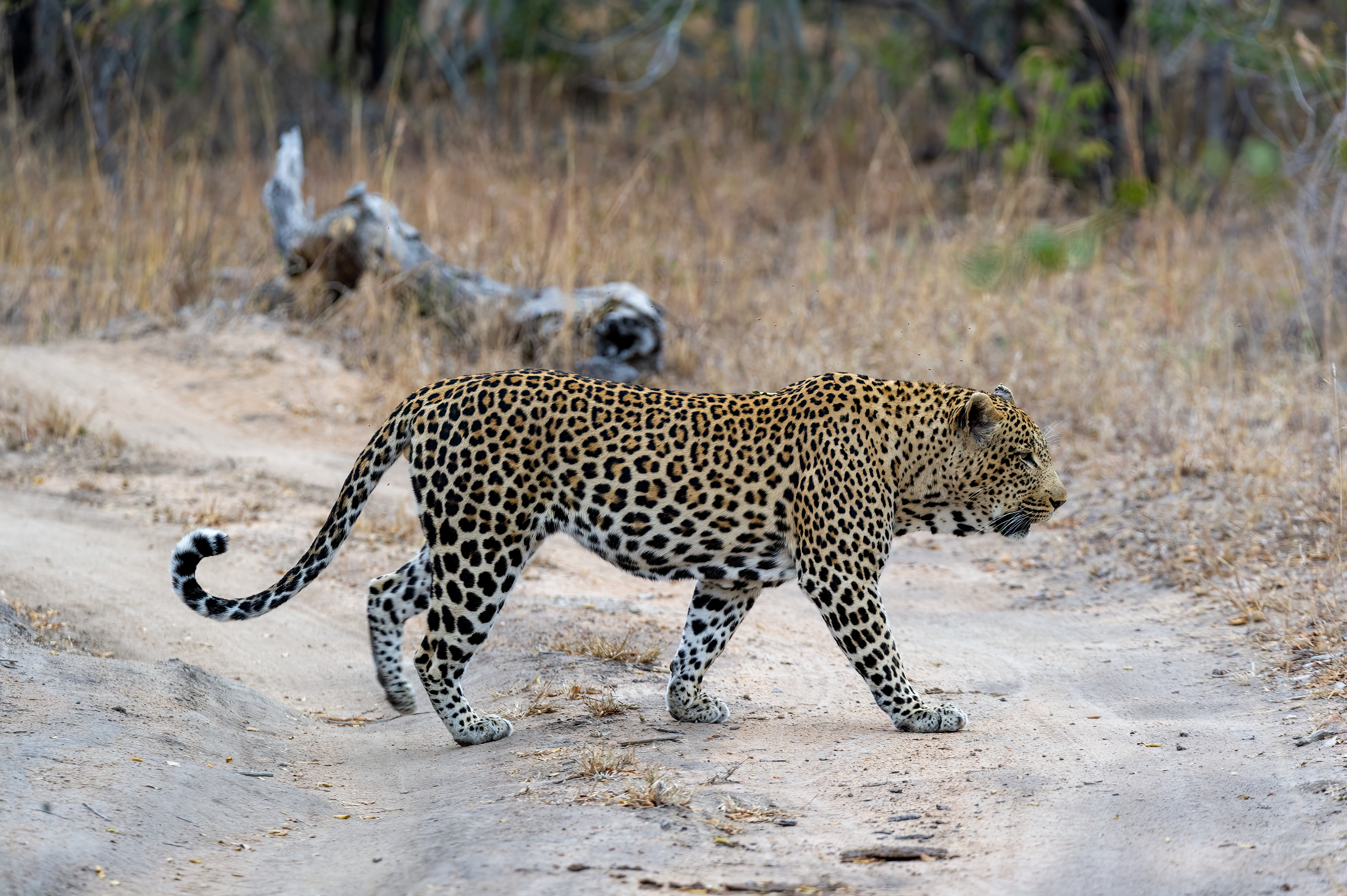 Male Leopard