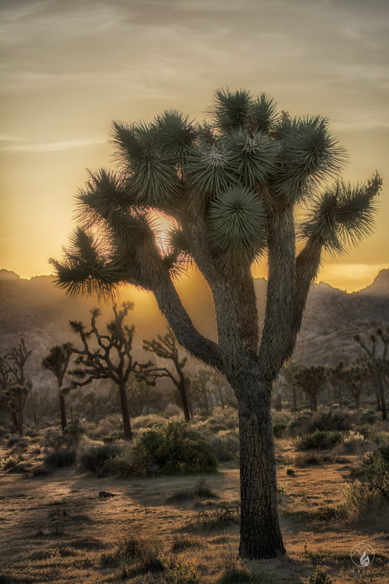 Joshua Tree National Park