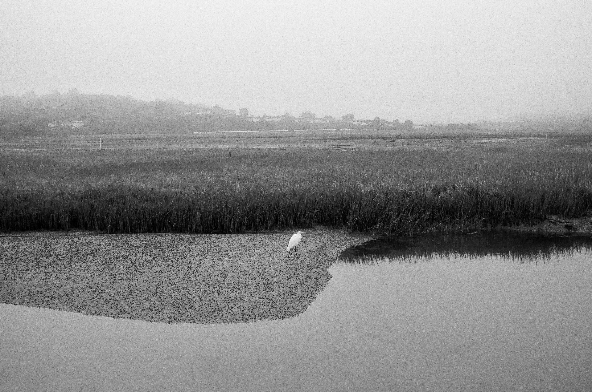 A lone egret | Nikon FE2, 28mm/2.8, Ilford Delta 100