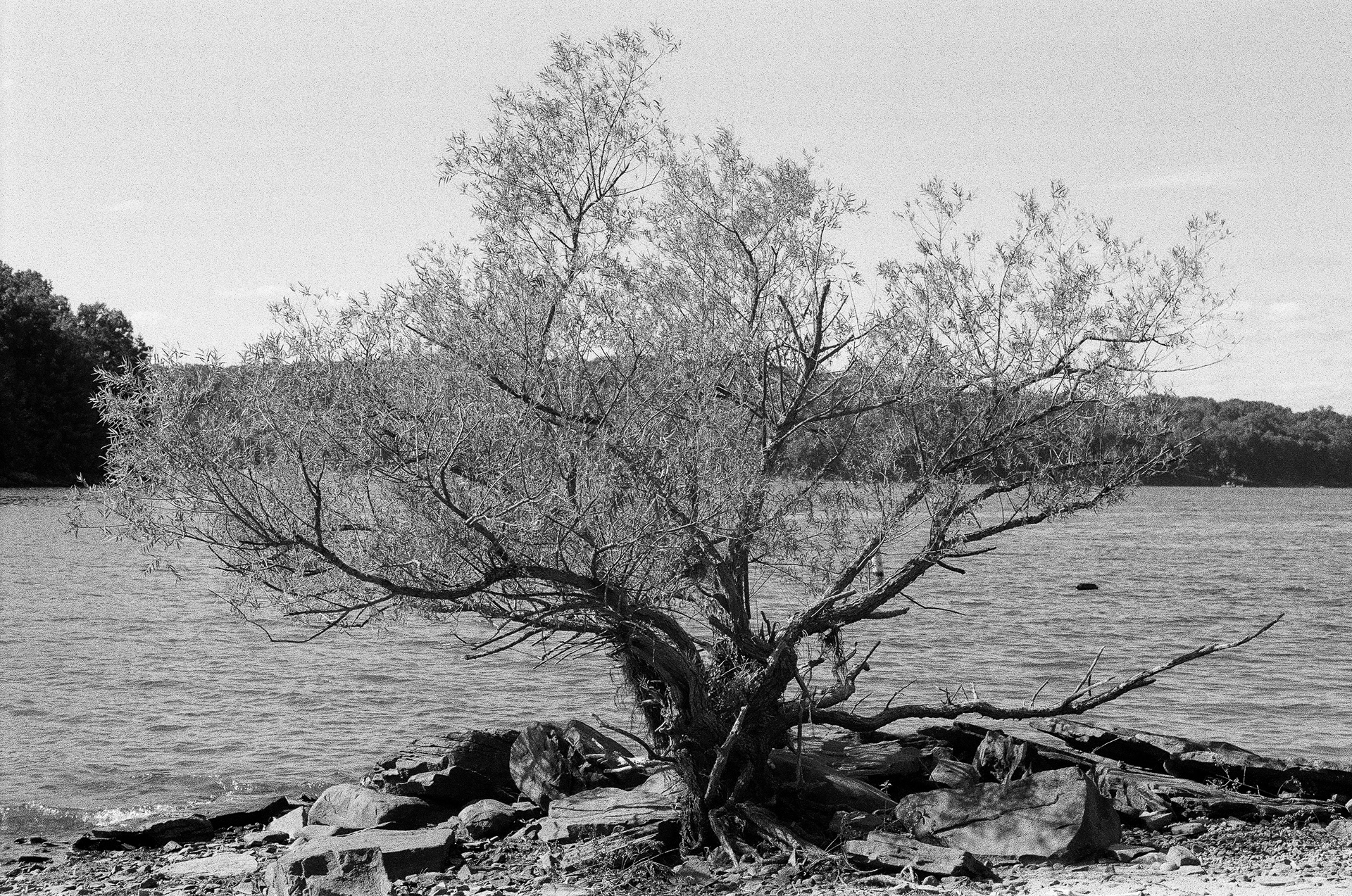 Lakeside tree | Nikon F3, 50/1.8, Ilford HP5 400