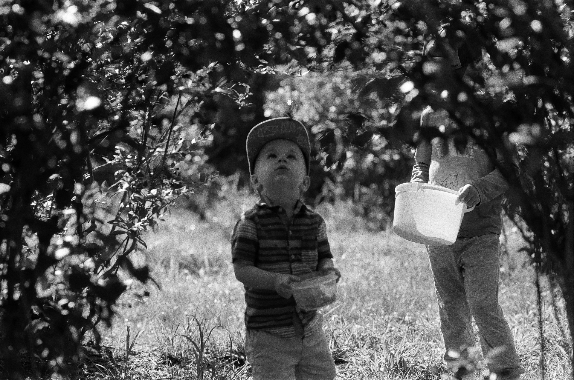 Amongst the blueberries | Nikon F3, 50mm/1.8, Ilford HP5 400